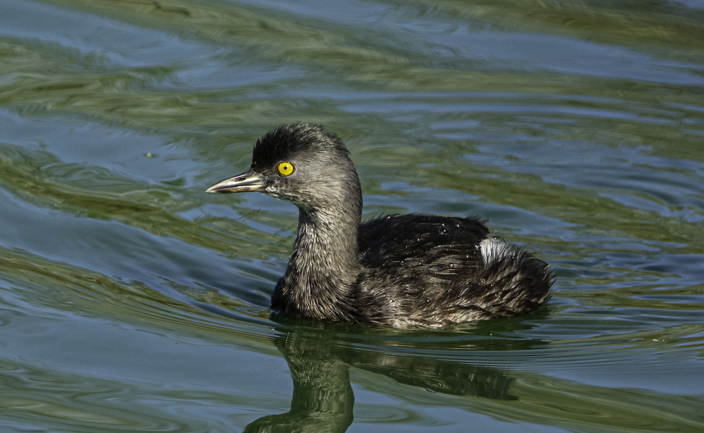 Least Grebe