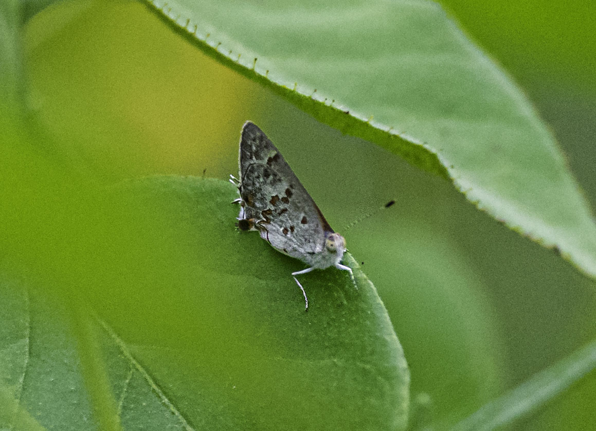 DSC_6540-Edit.jpg