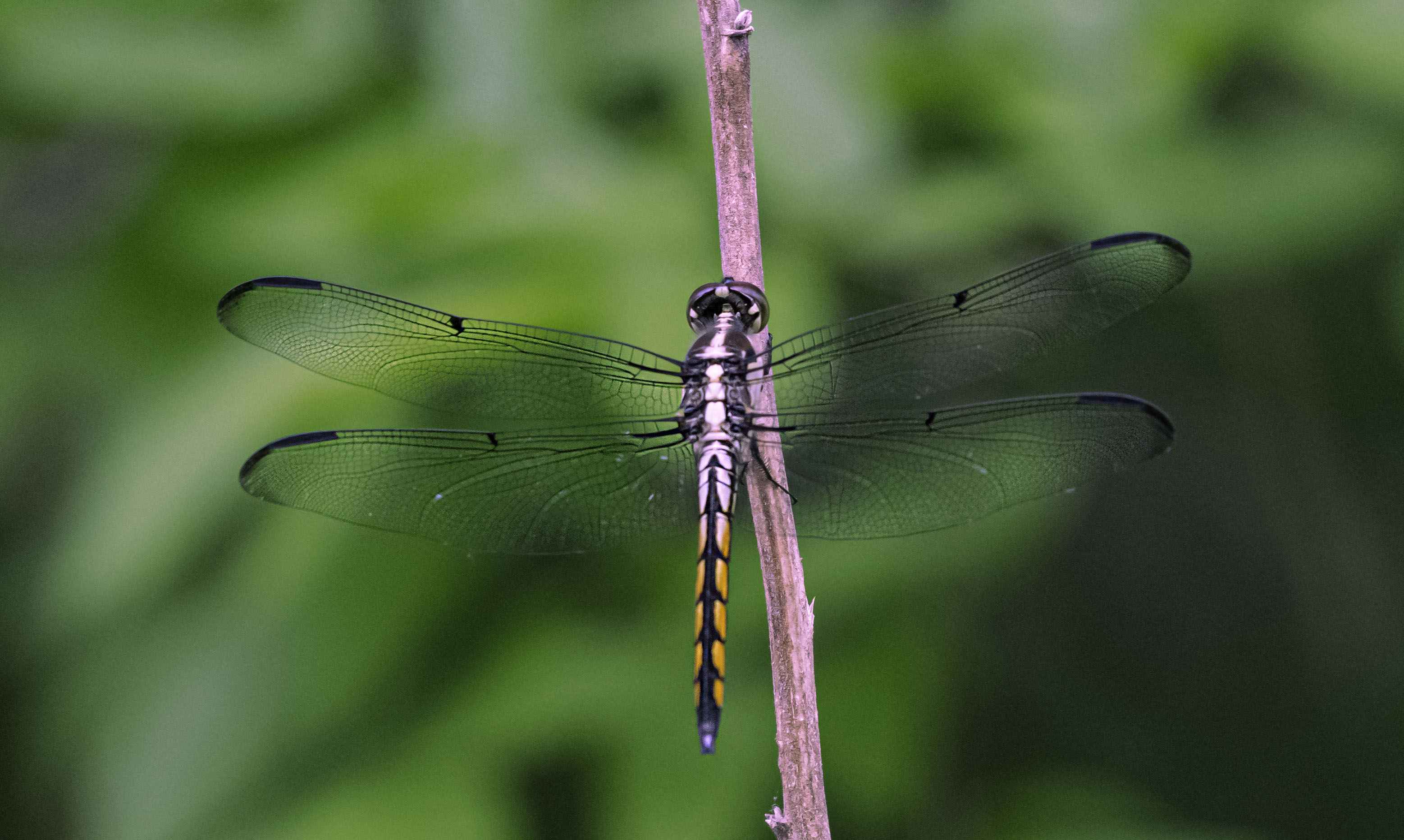 FJS_3696-3.jpg