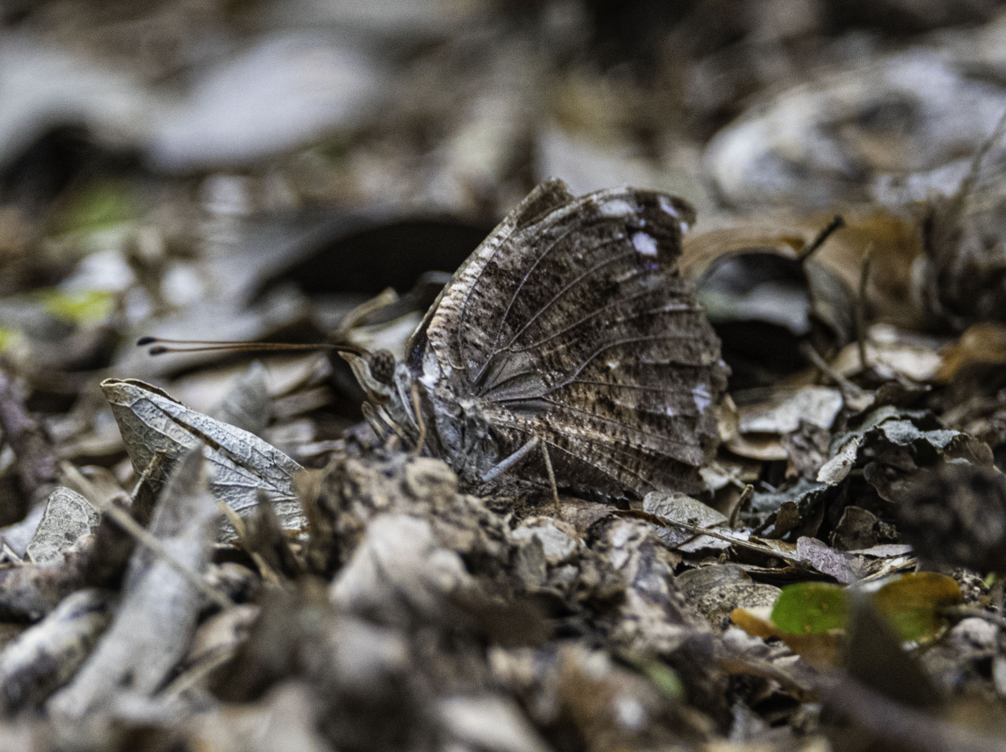 DSC_6476-Edit.jpg