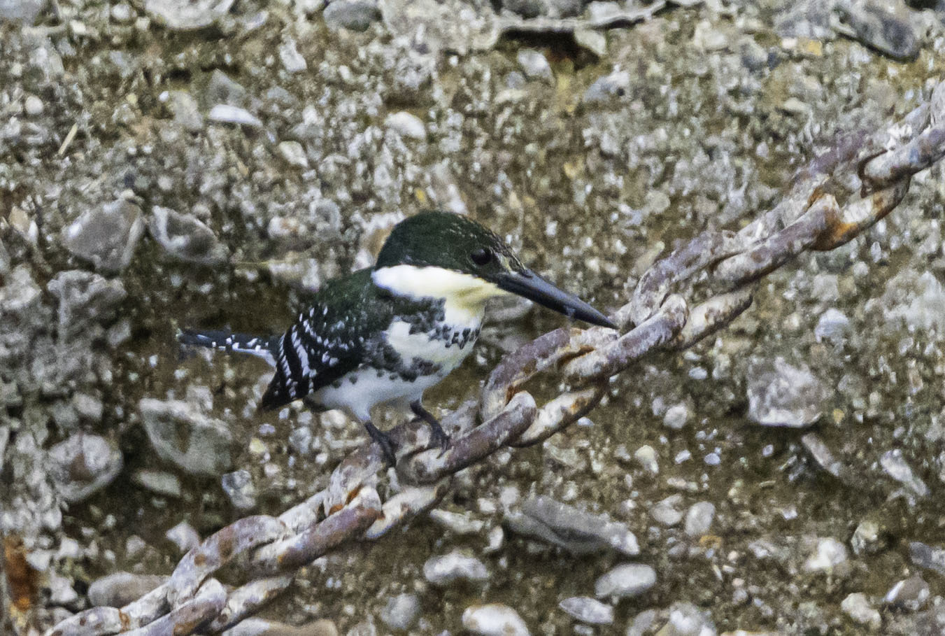 Green Kingfisher