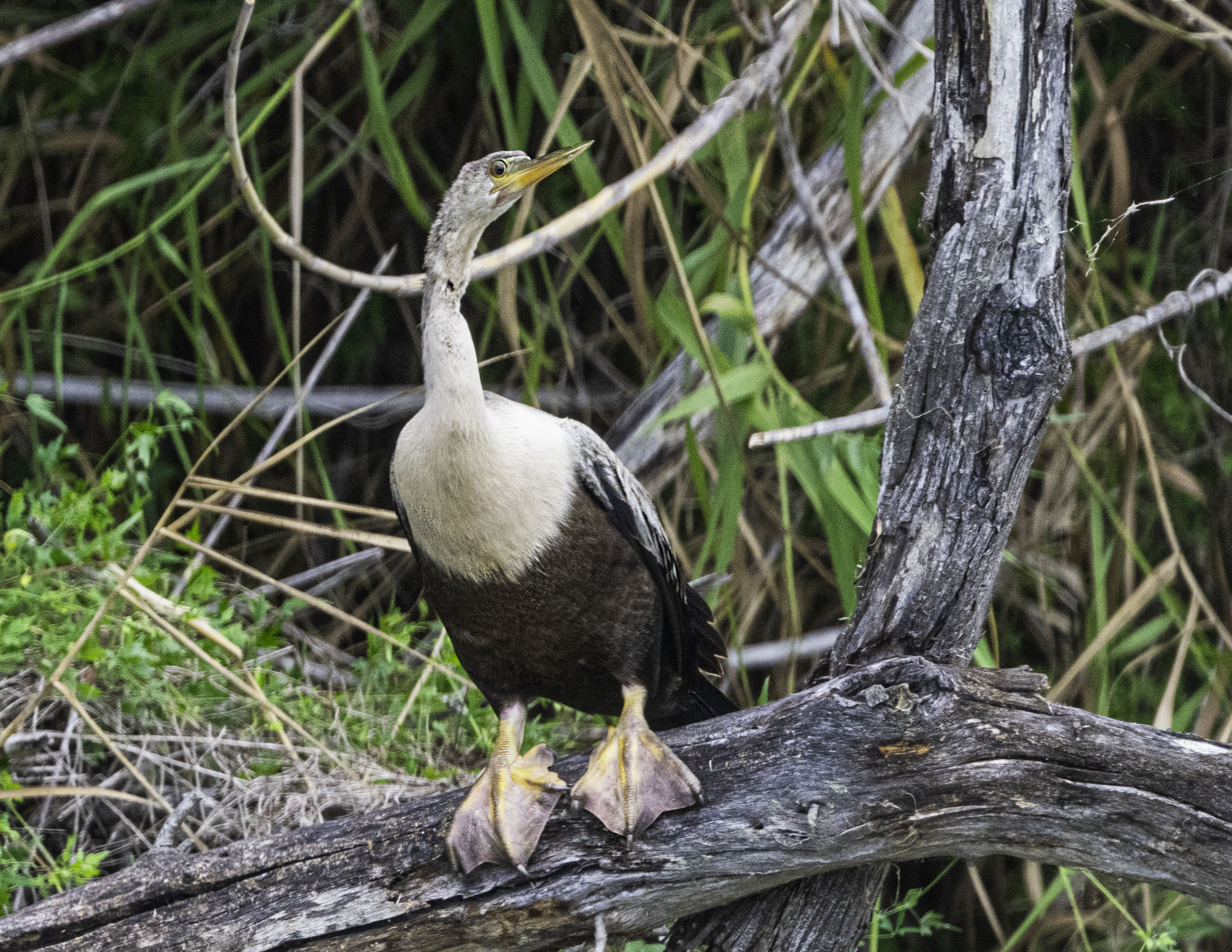 Anhinga 