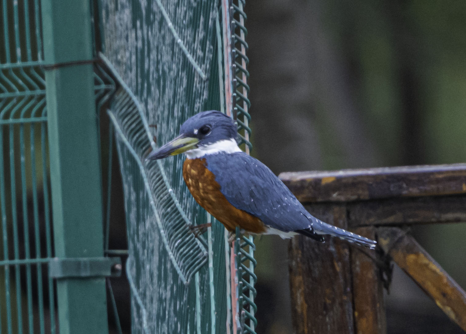 Ringed Kingfisher