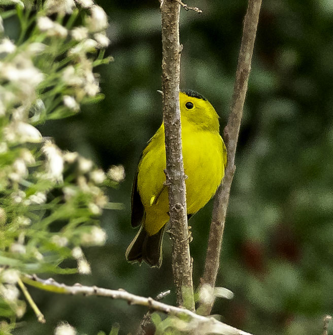 Wilsons Warbler