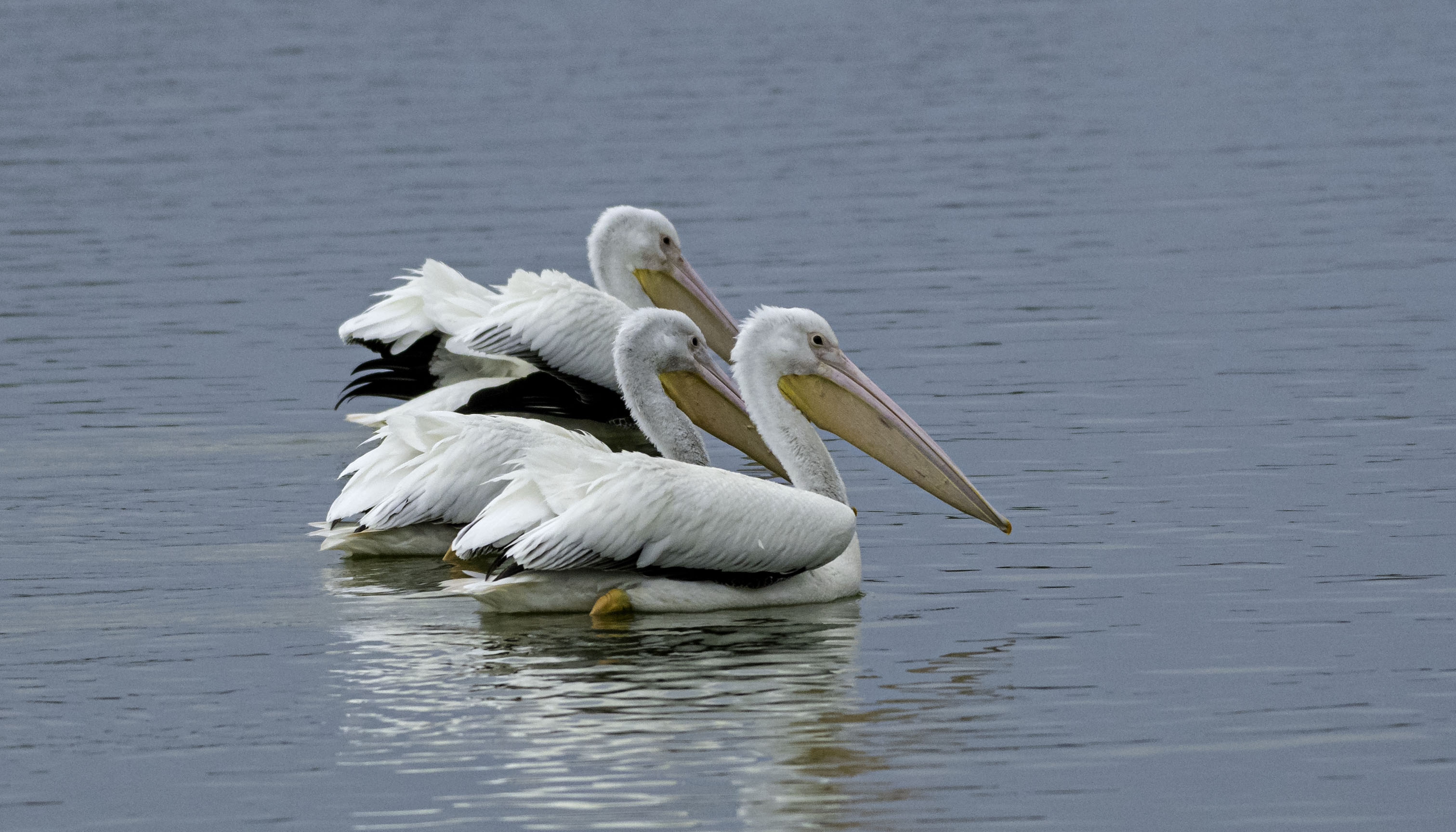 American White Pelican