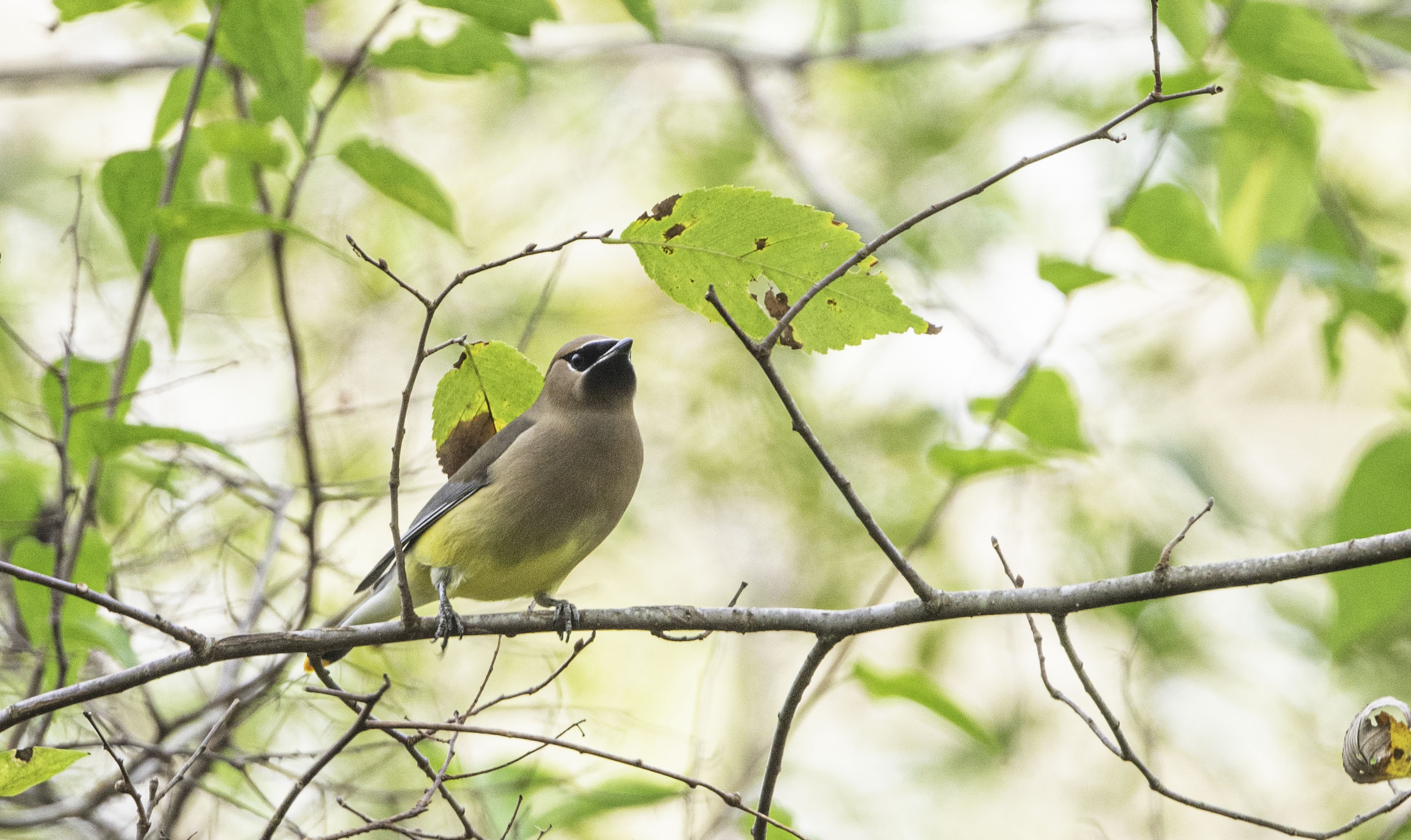 Cedar Waxwing