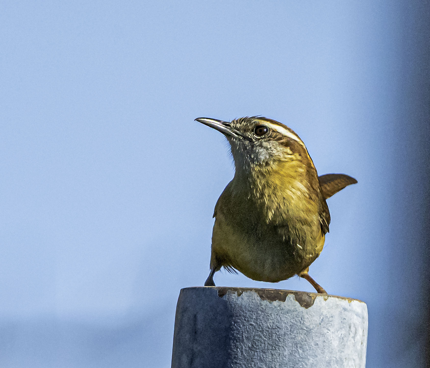 Carolina Wren