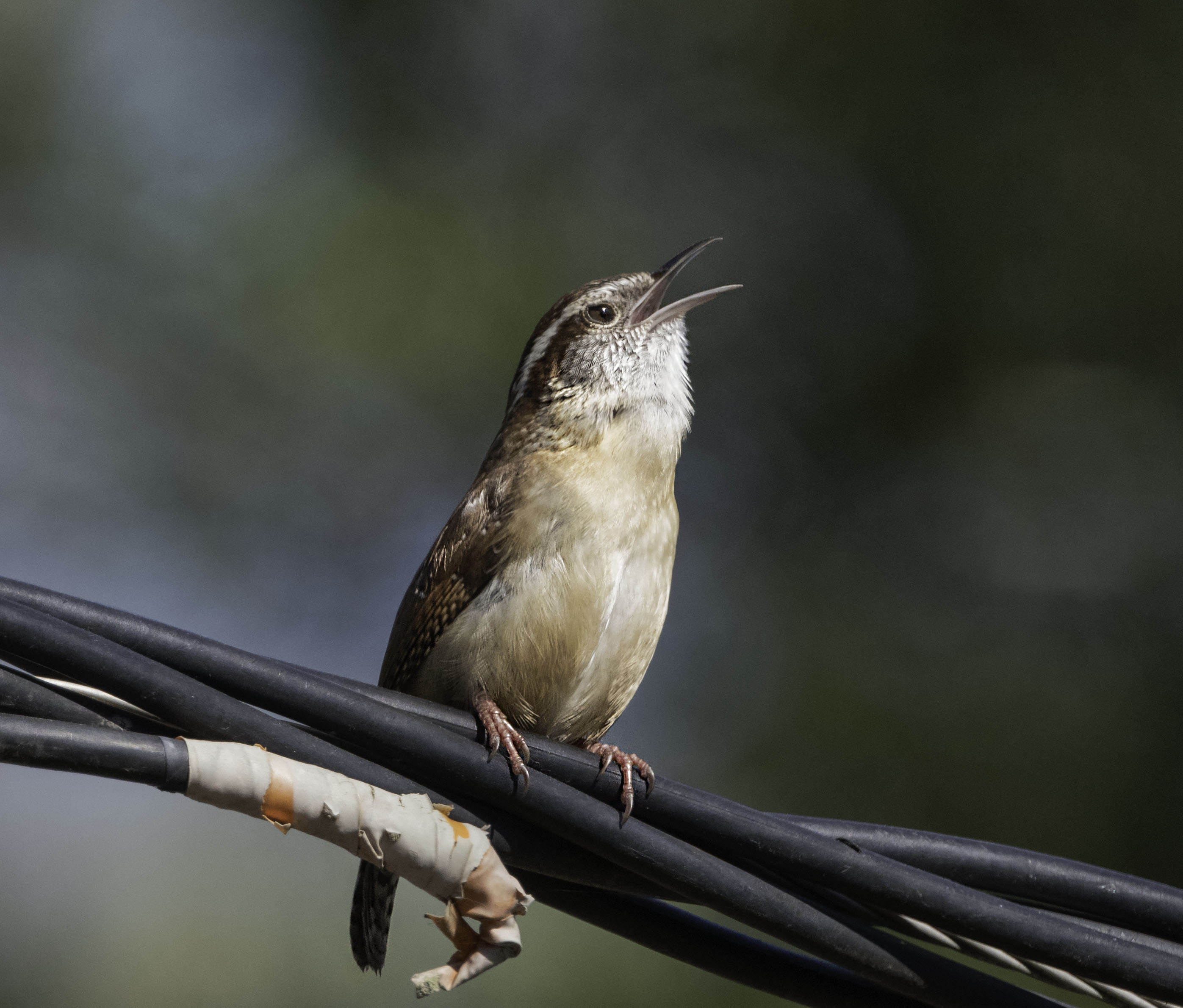 Carolina Wren