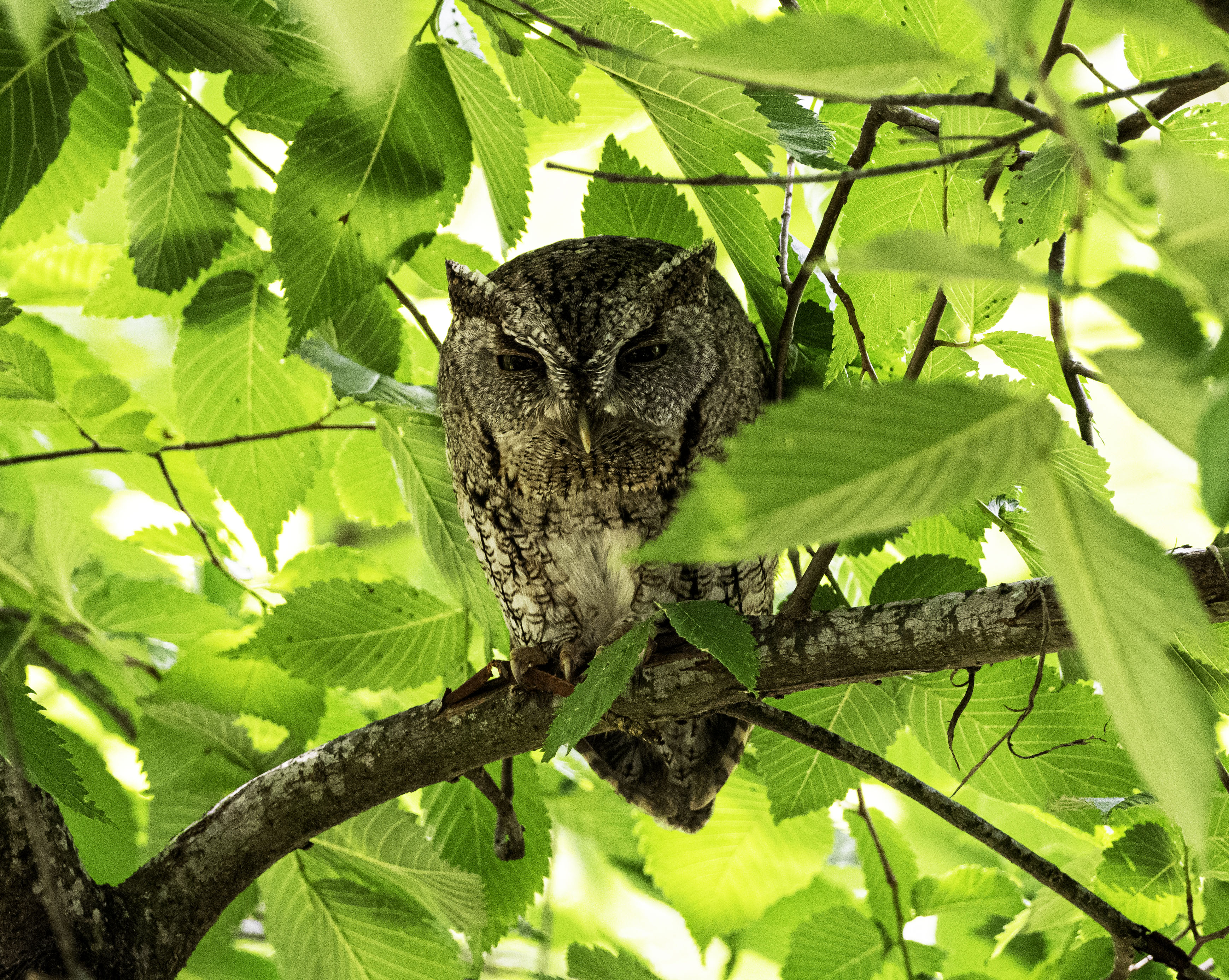 Eastern Screech- Owl