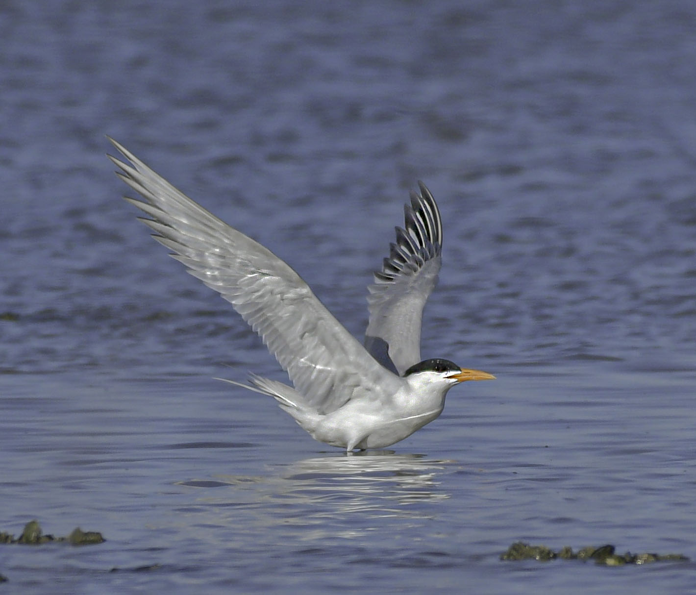 Common Tern
