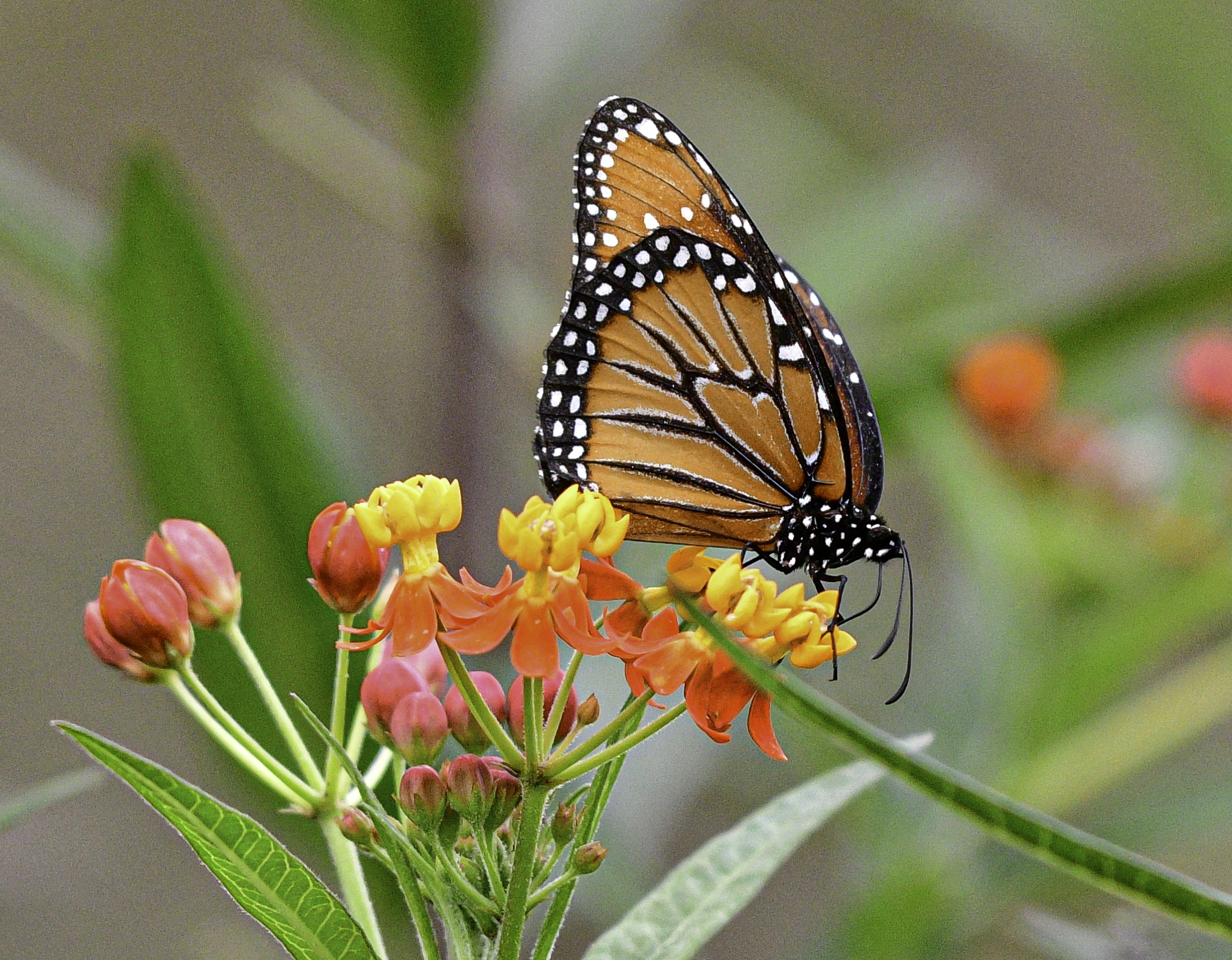 Monarch Butterfly