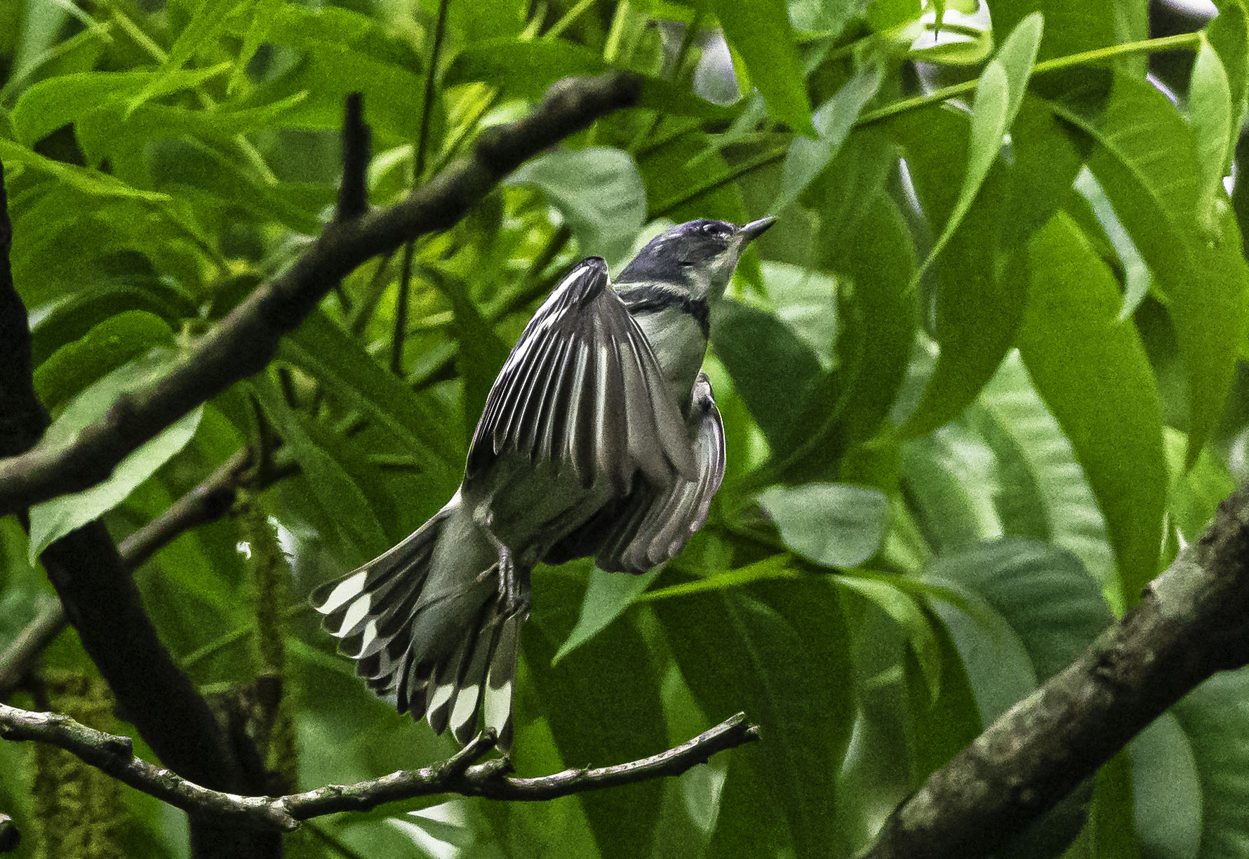 Cerulean Warbler