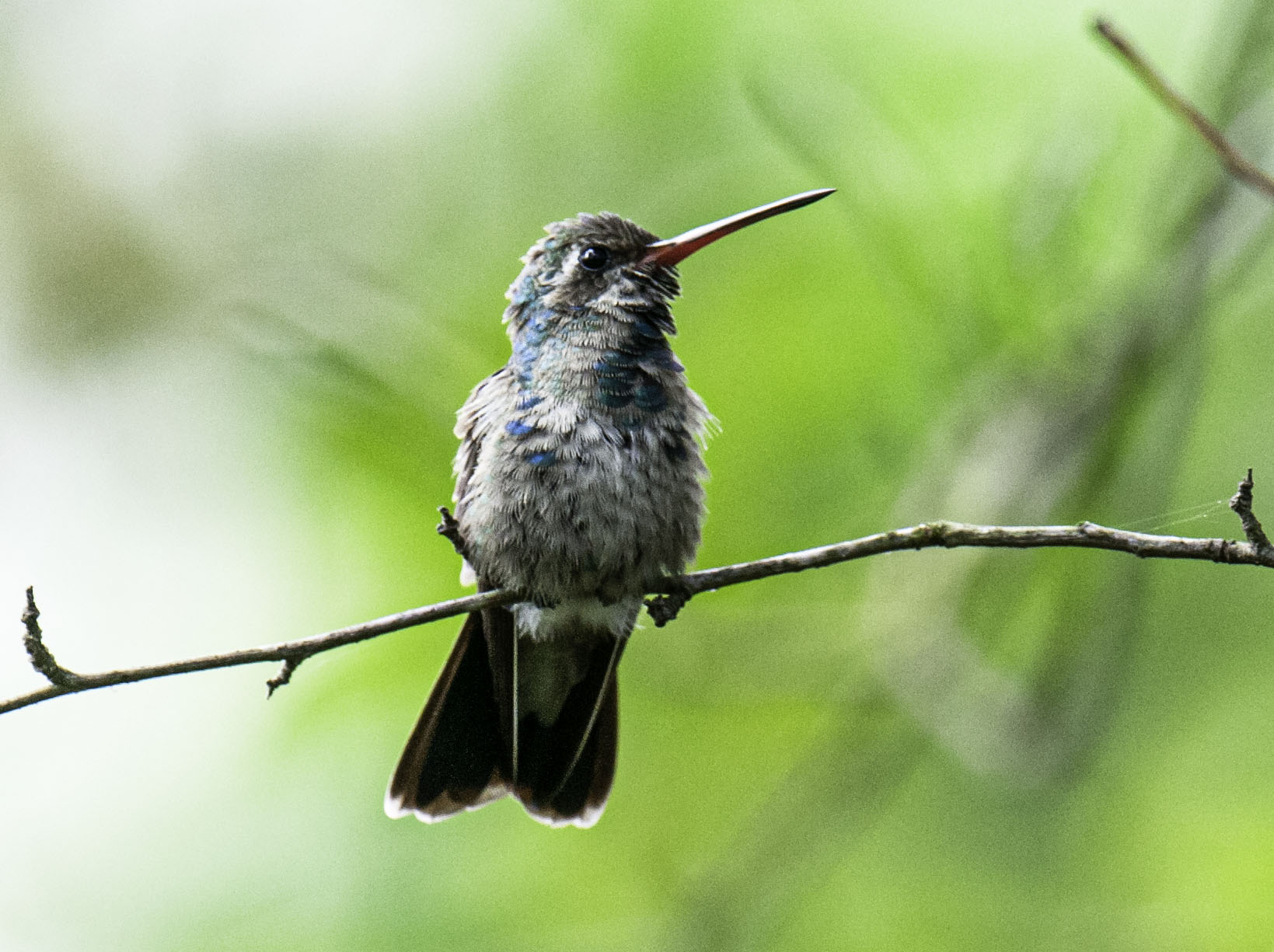Broad-billed Hummingbird