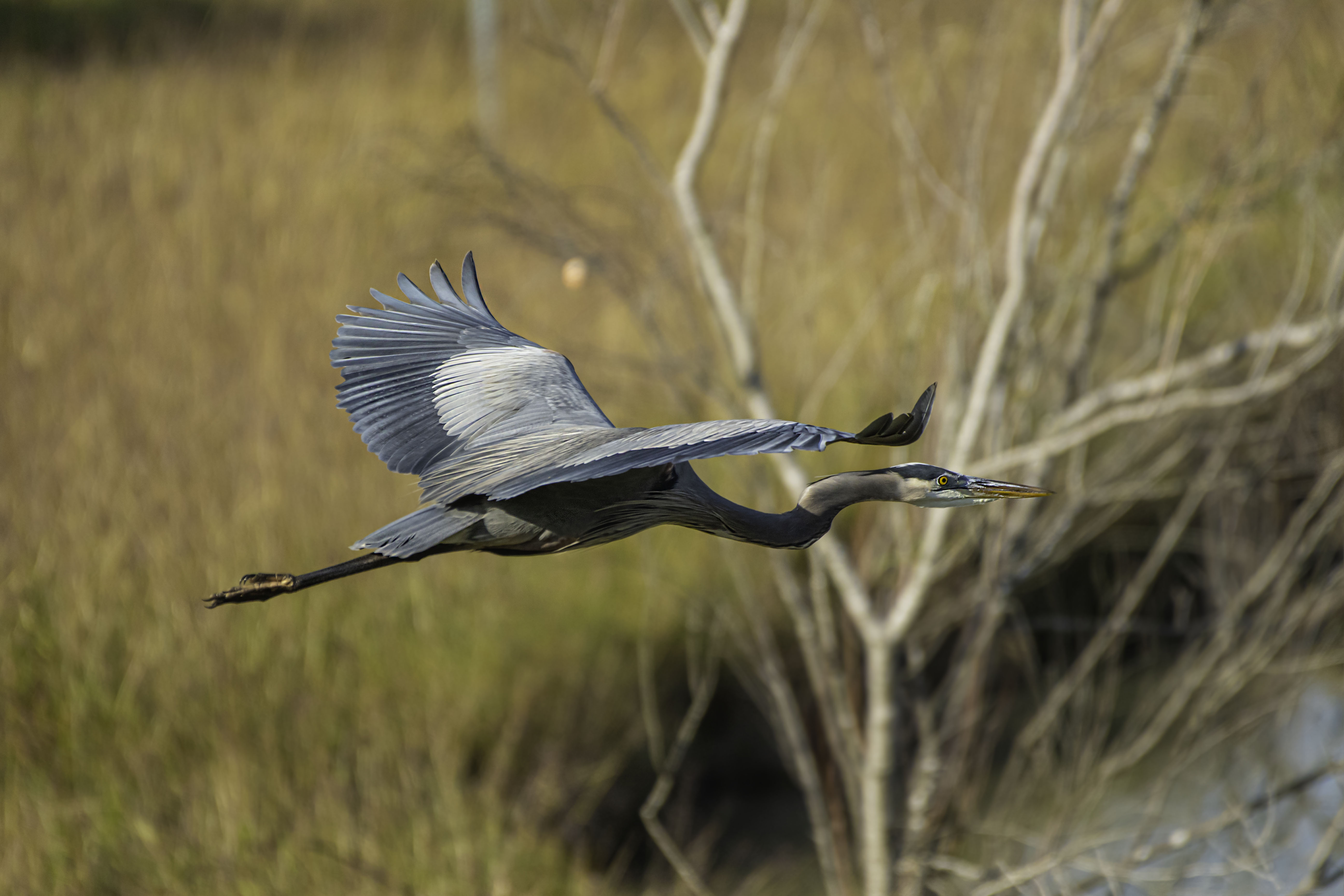 Great Blue Heron