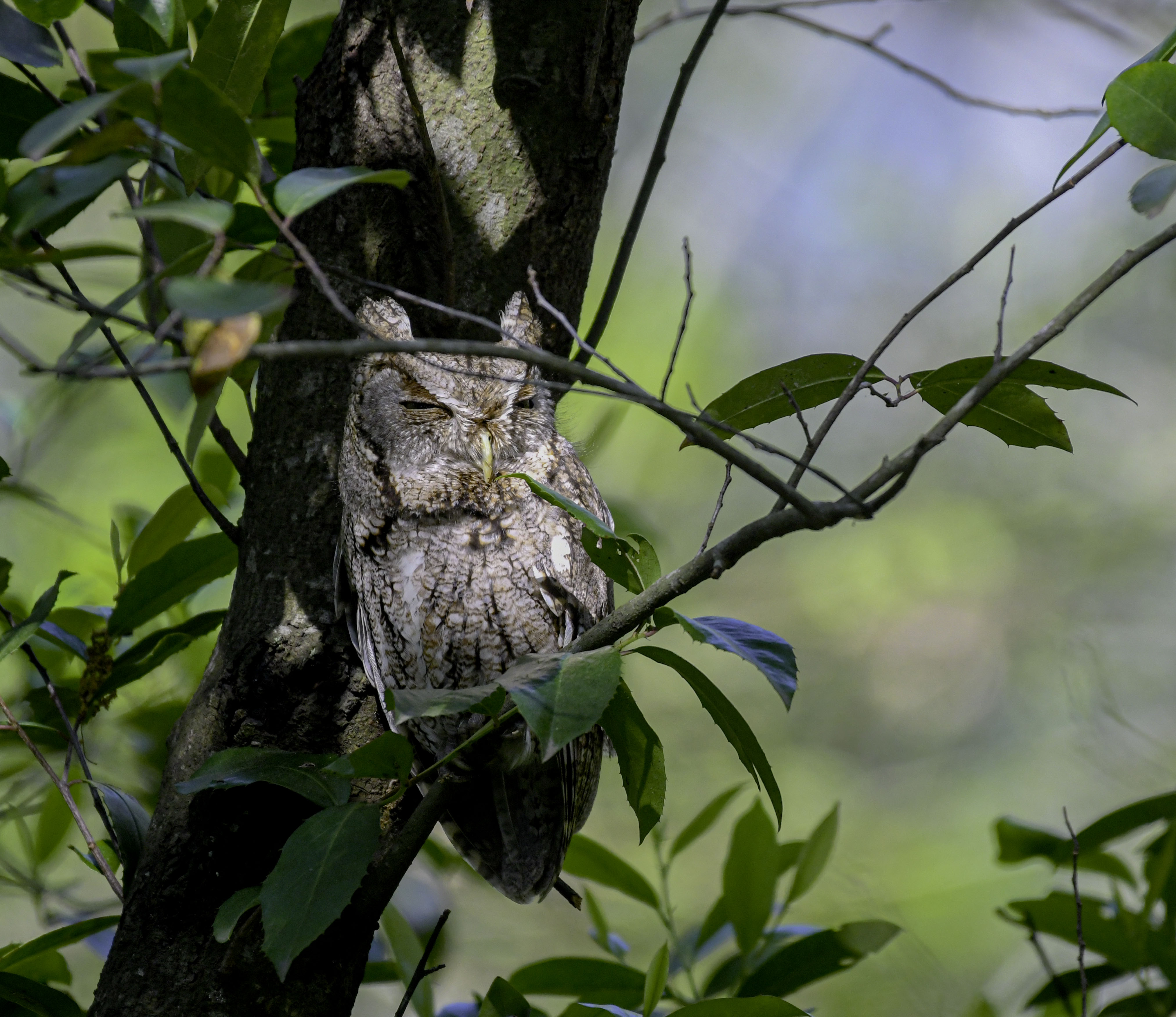 Eastern Screech-Owl