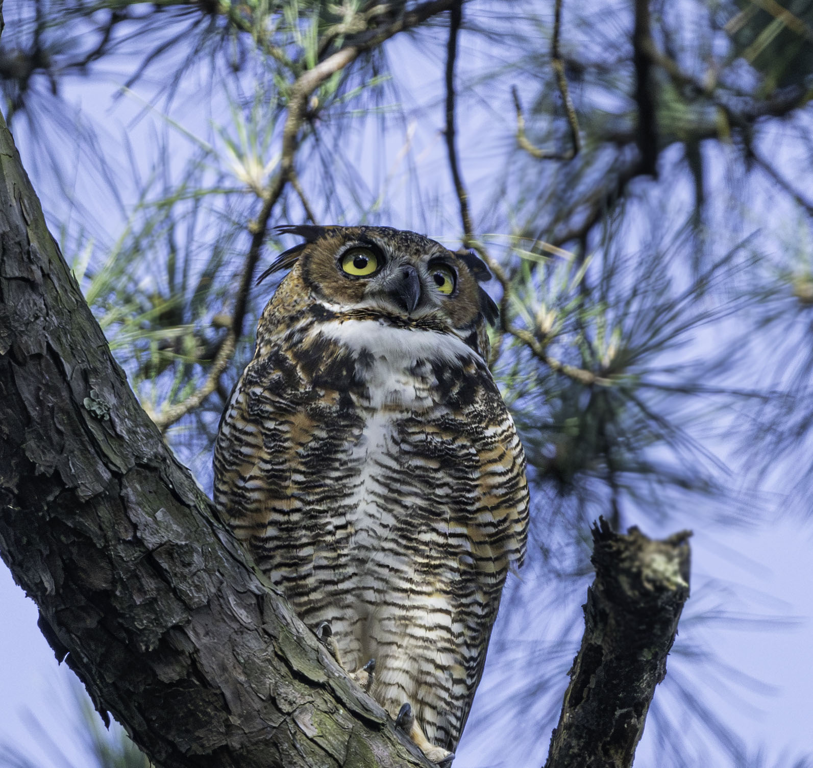 Great Horned Owl