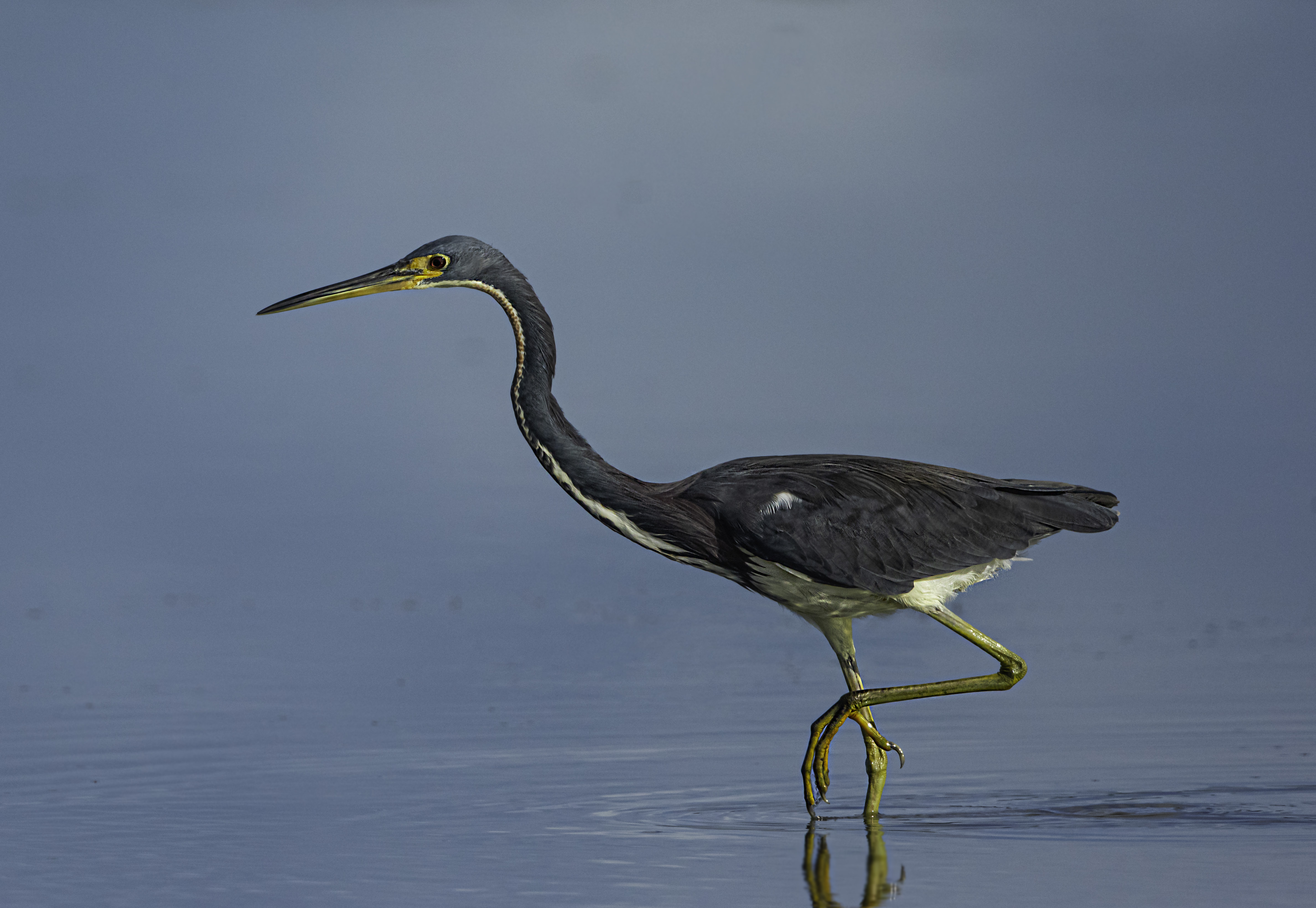 Tricolored Heron