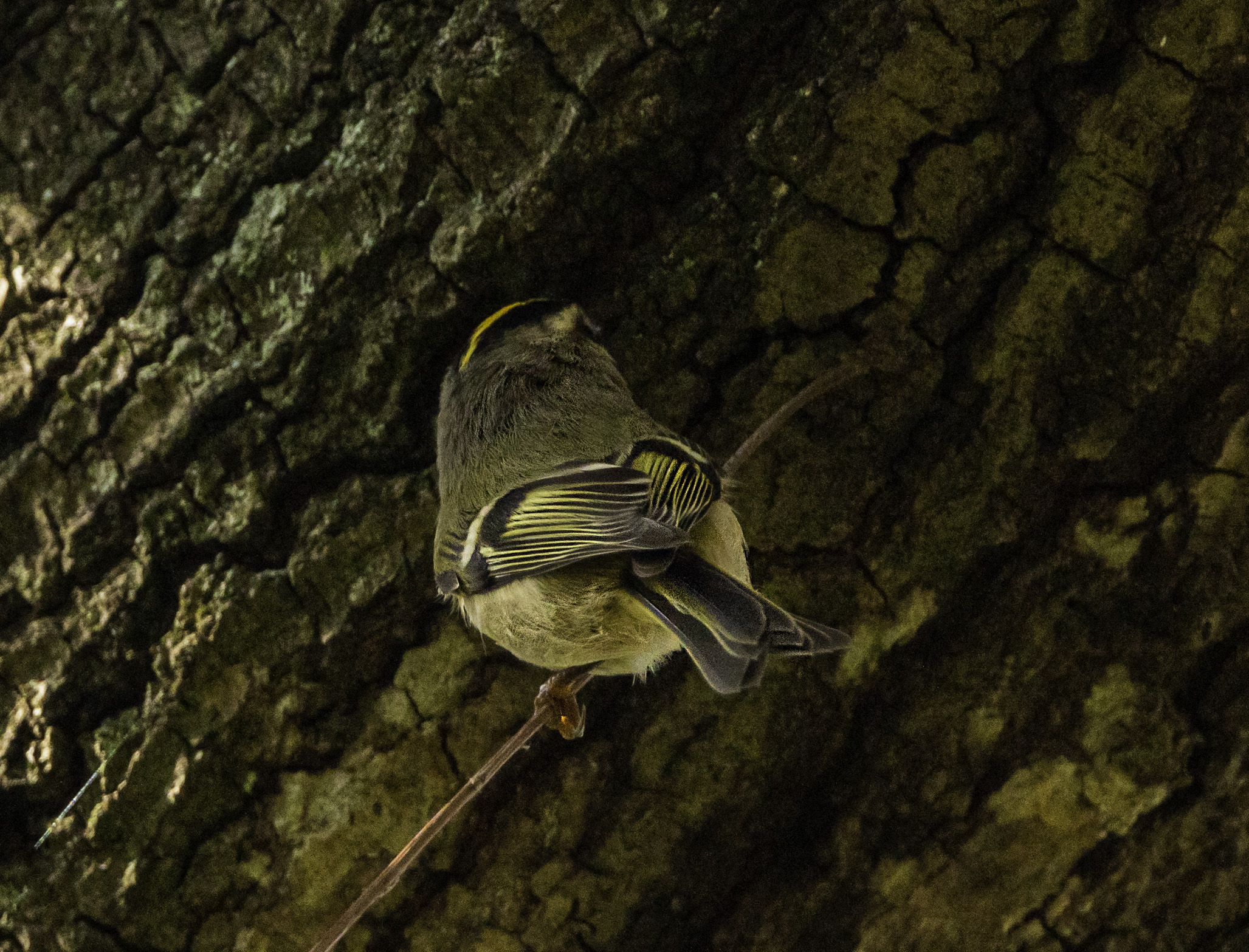 Golden-crowned Kinglet