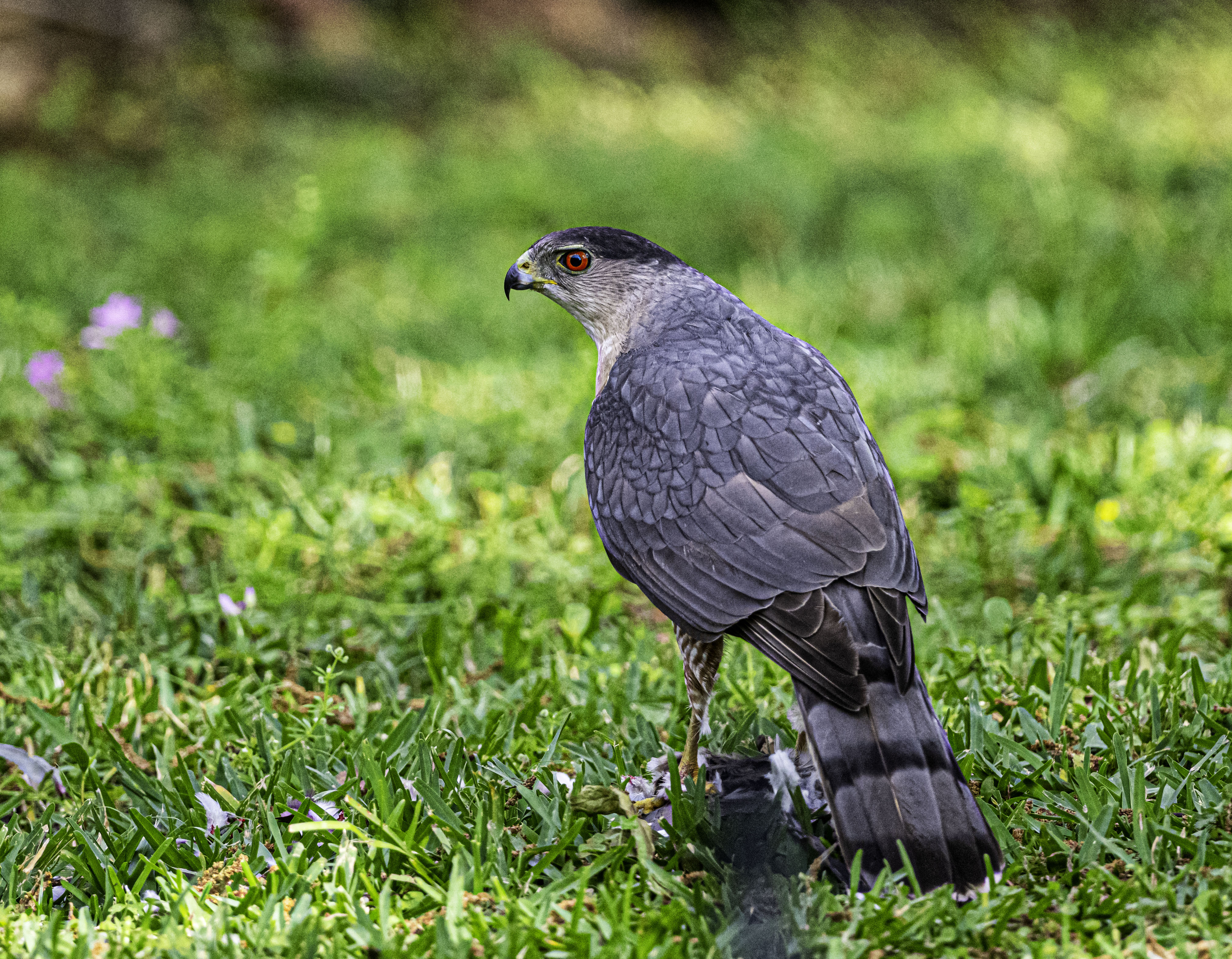Coopers Hawk