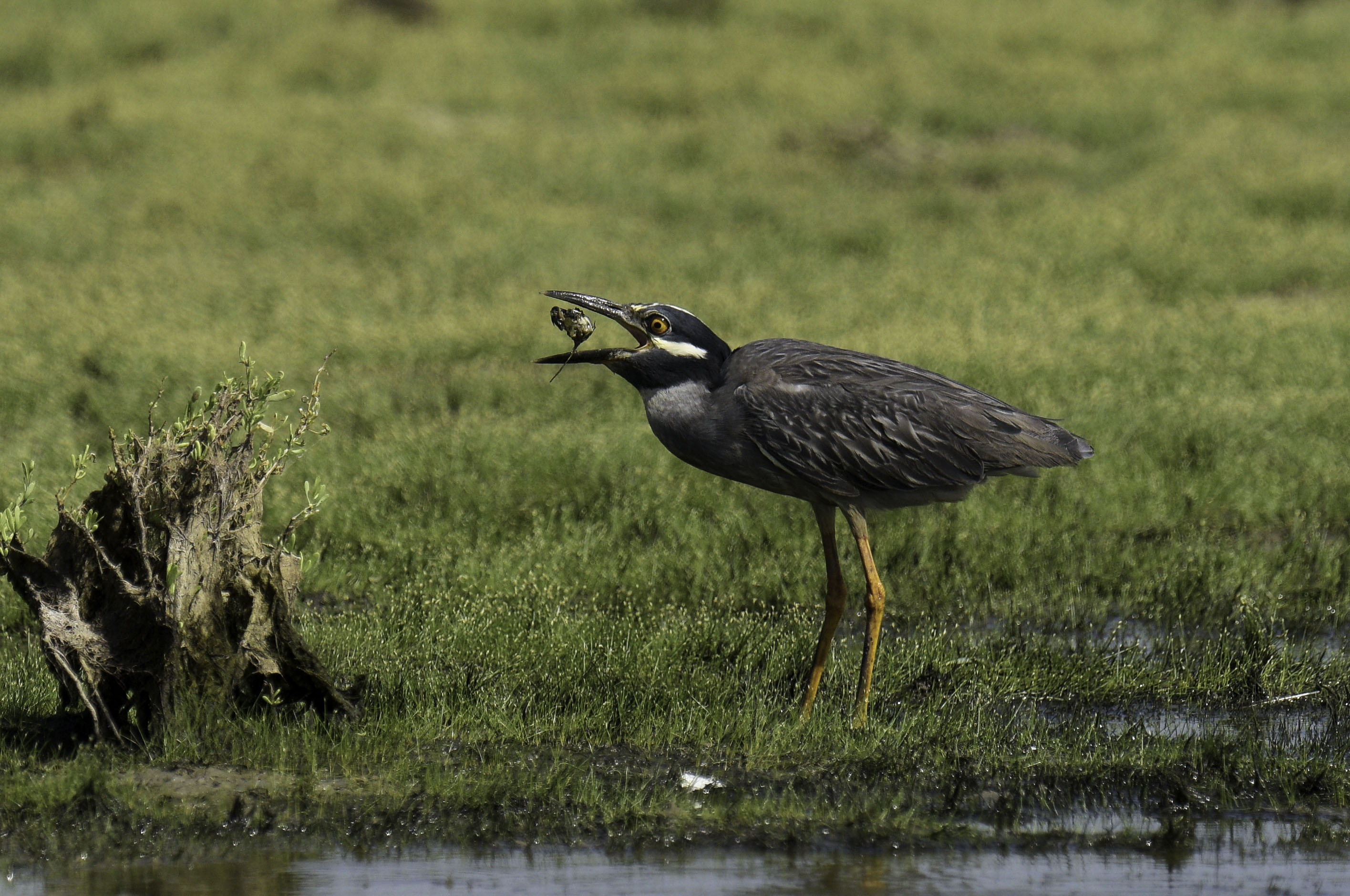Yellow-crowned Night-Heron
