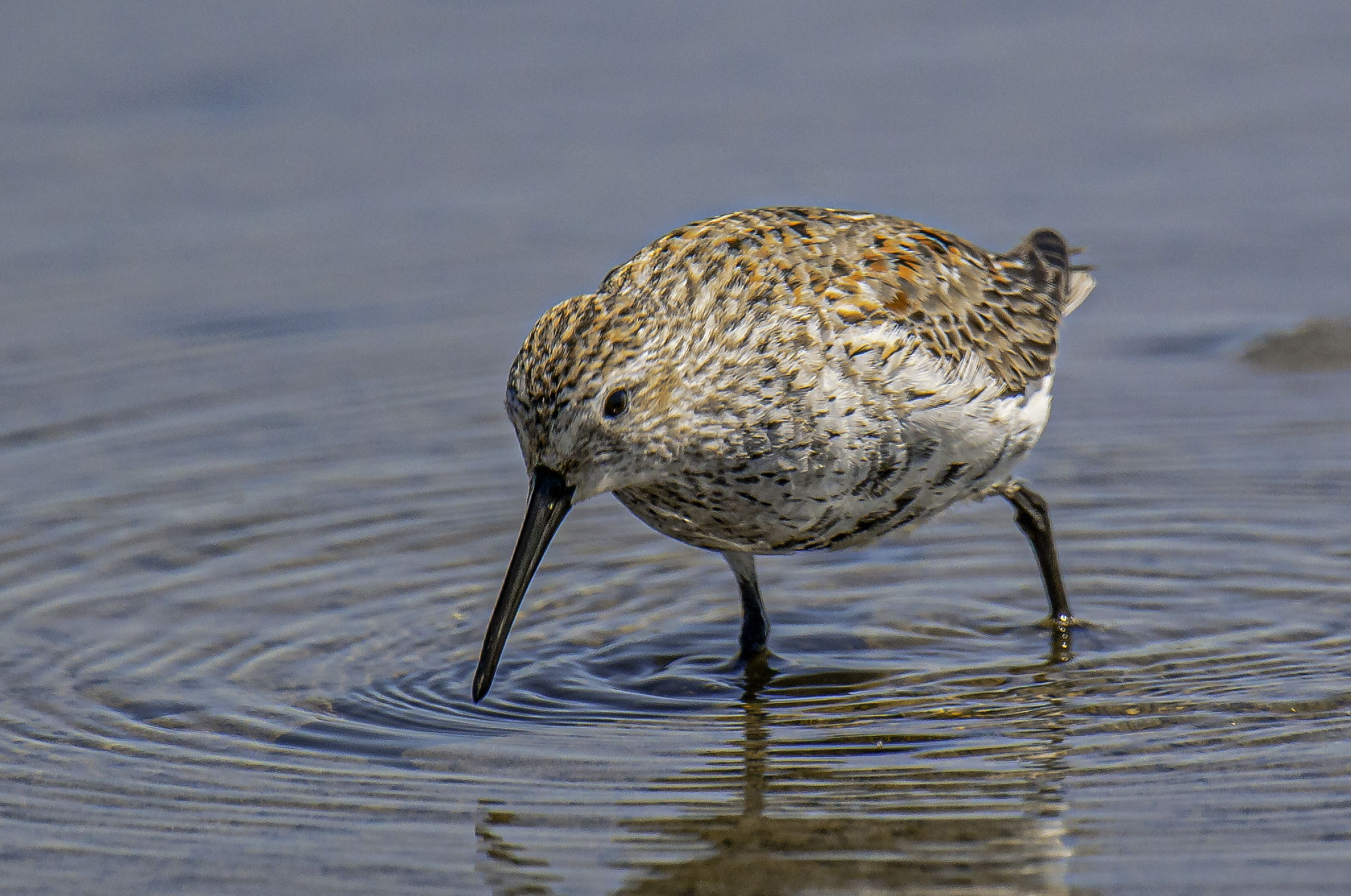 Dunlin