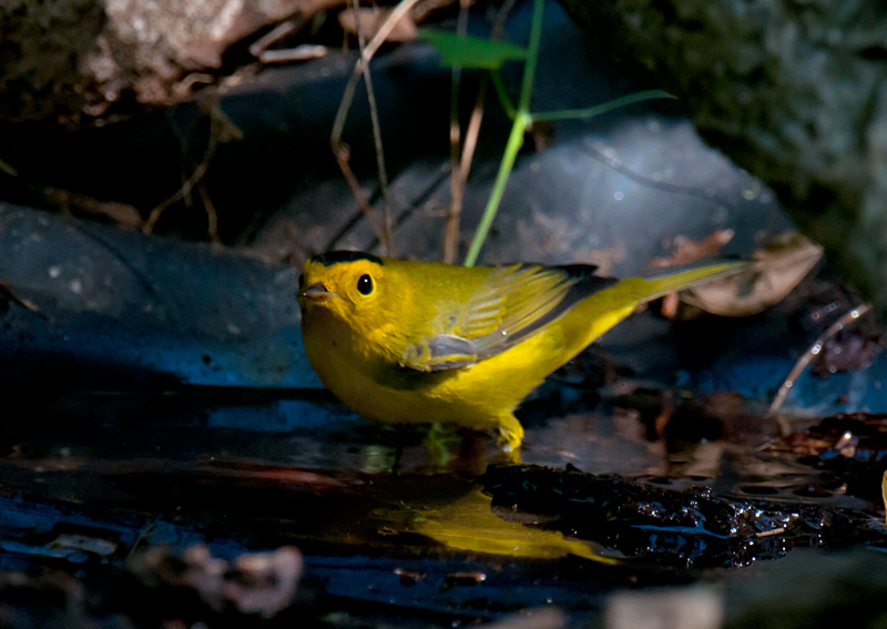Wilson Warbler