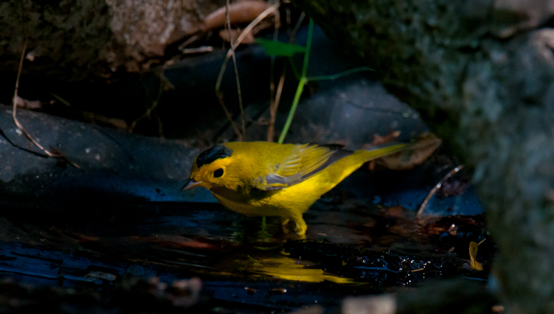 Wilsons Warbler