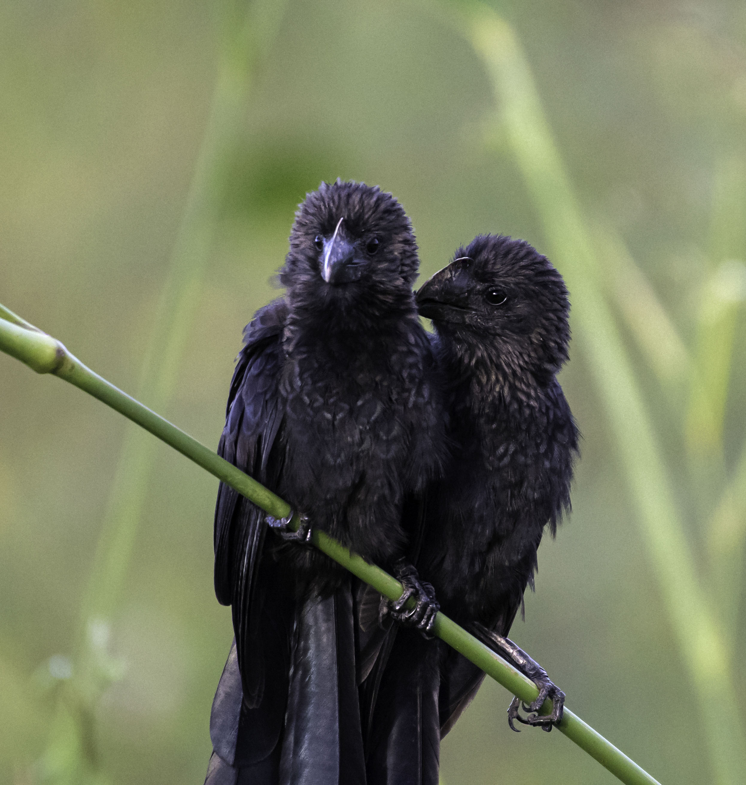 Smooth-billed Ani