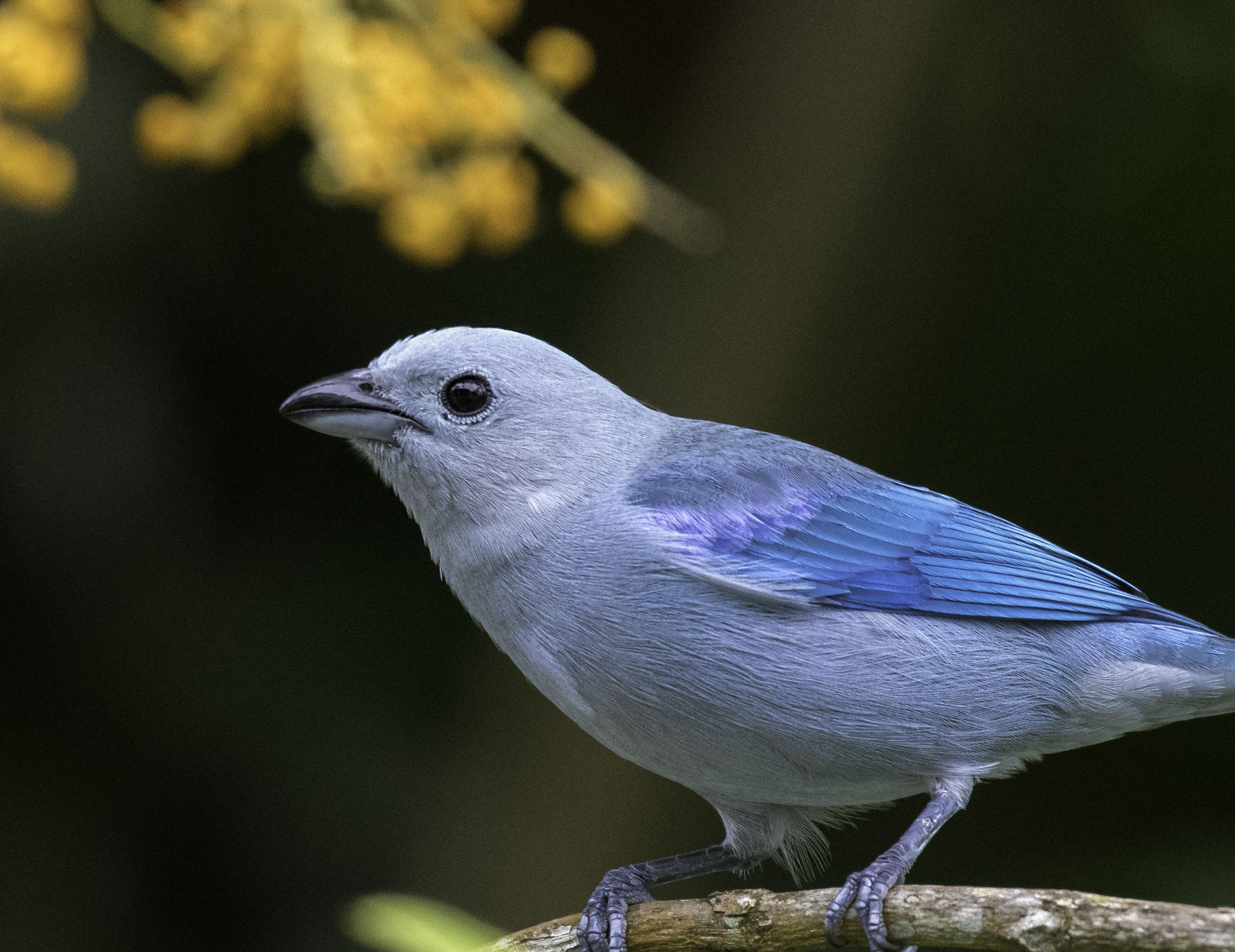 Blur-gray Tanager
