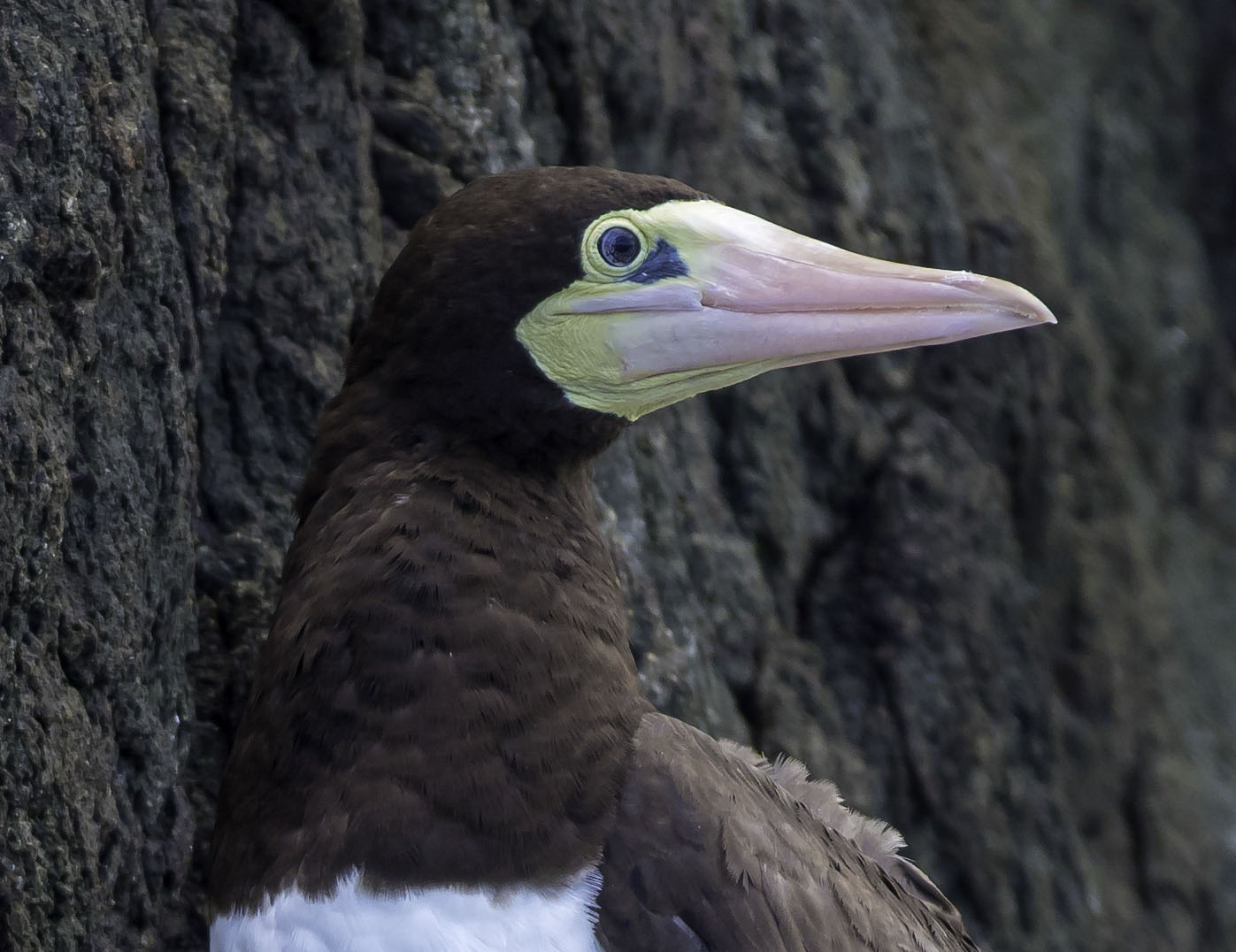 Brown Booby Adult