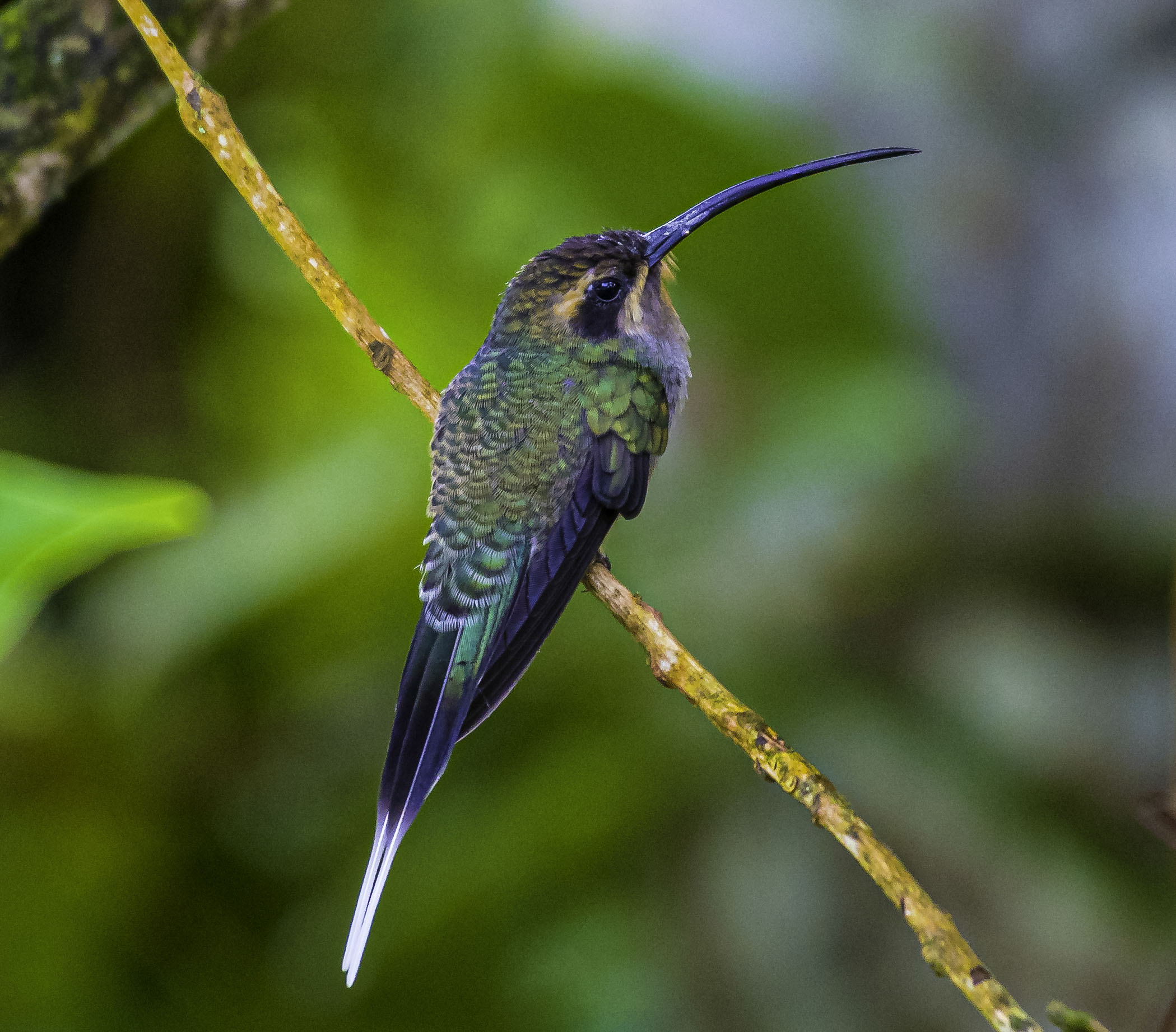 Green Hermit  Adult female