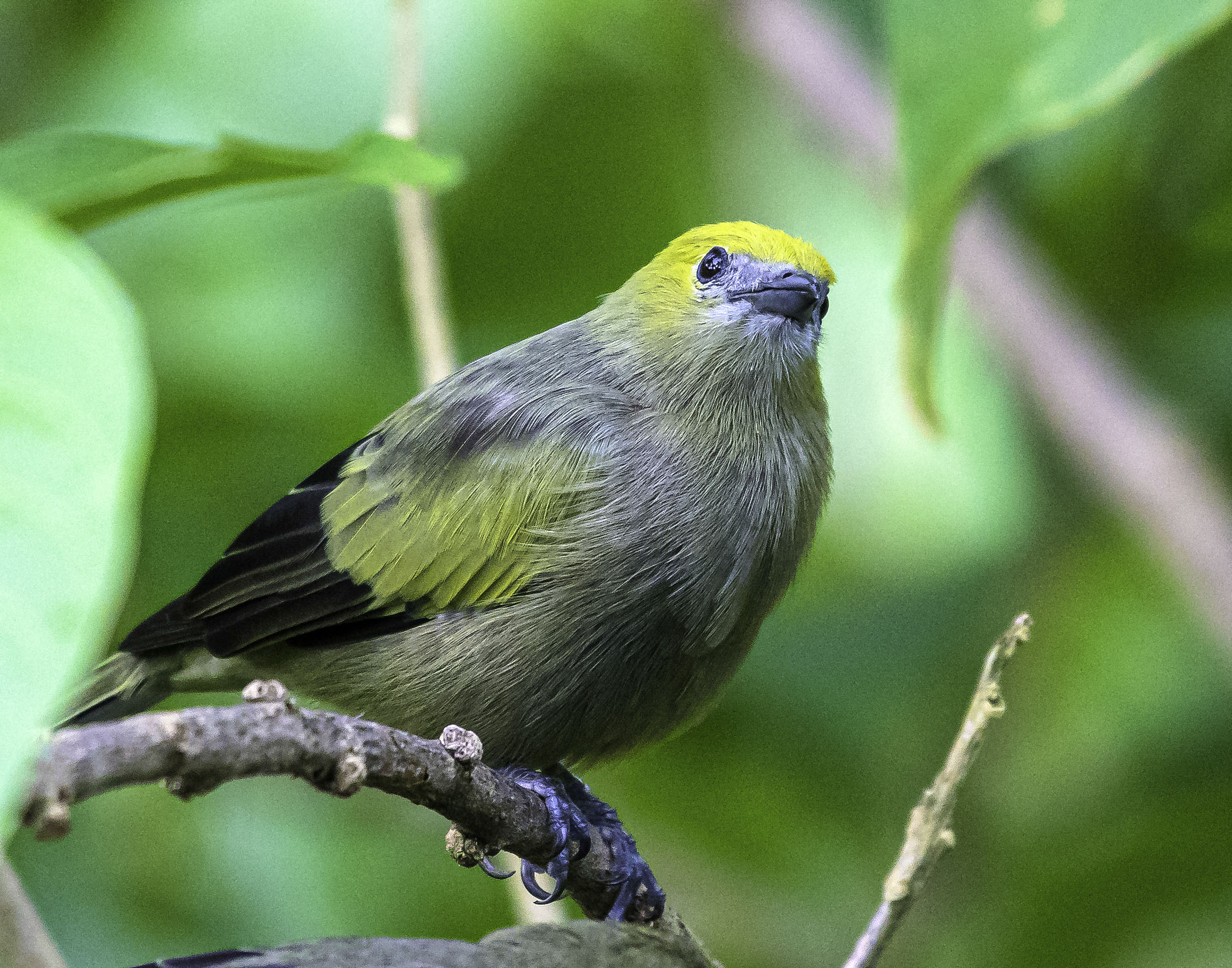 DSC_7001-Edit.jpg