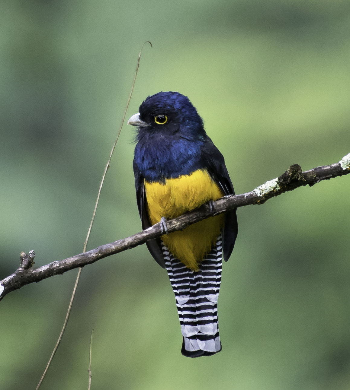 Green-backed Trogon Female