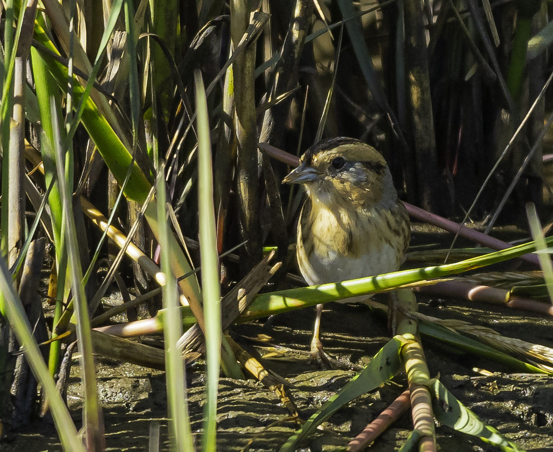 Nelsons Sparrow