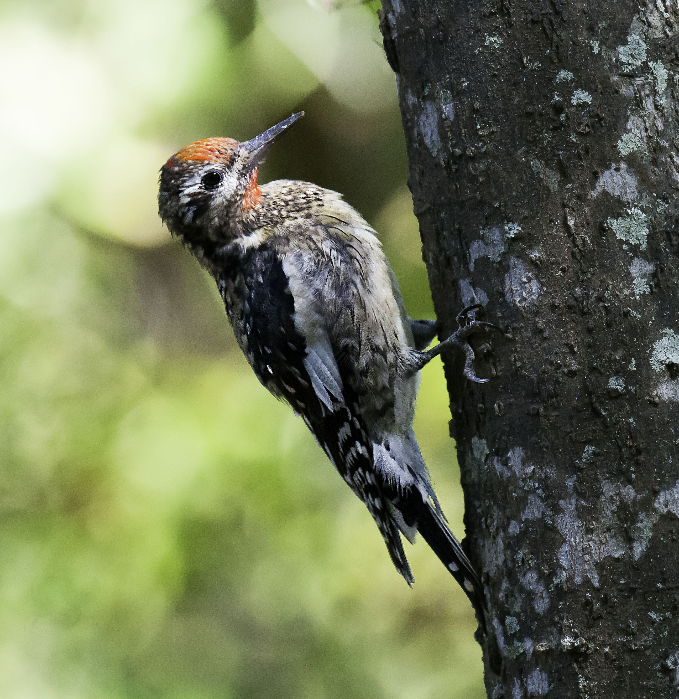 Yellow-bellied Sapsucker