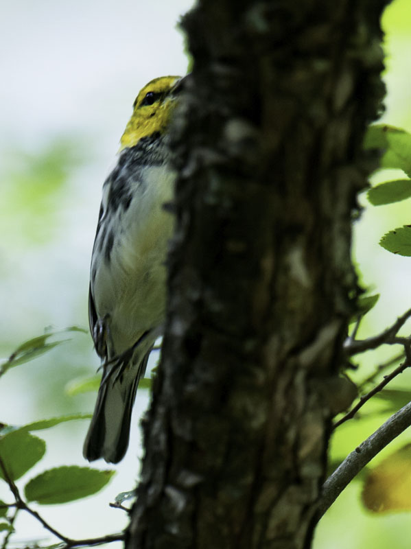 Golden-cheeked Warbler