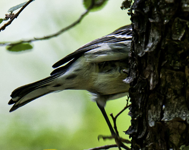 Golden-cheeked Warbler