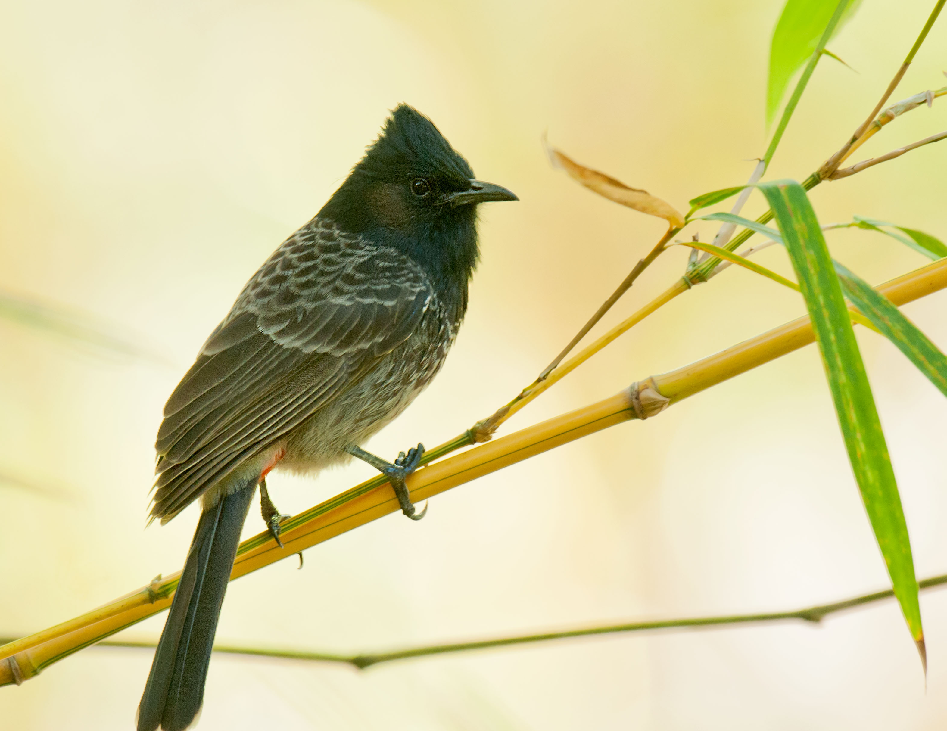 Red Vented Bulbul 