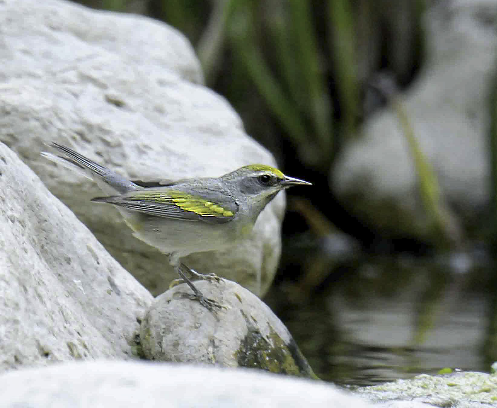 Golden-Winged Warbler