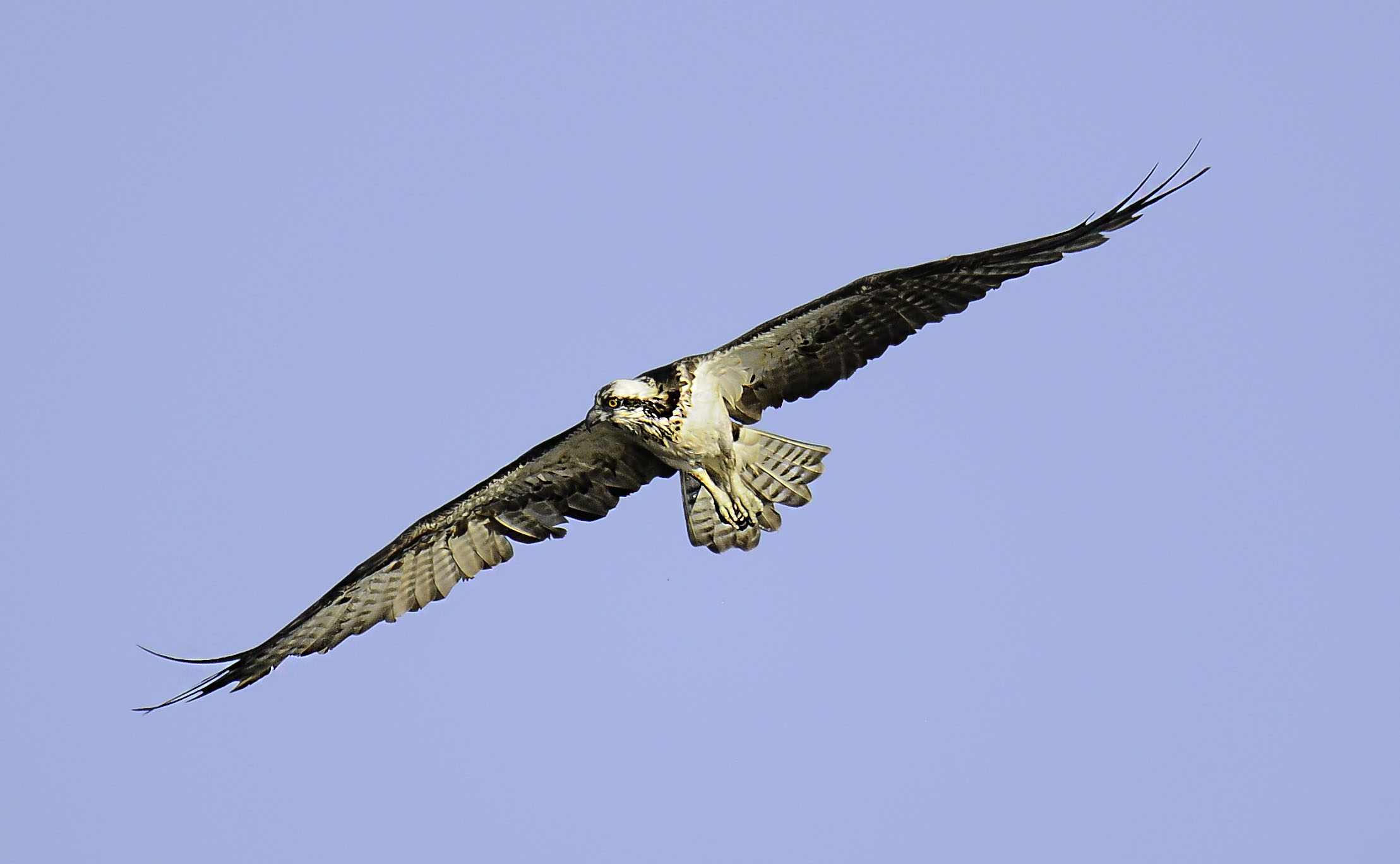 Osprey