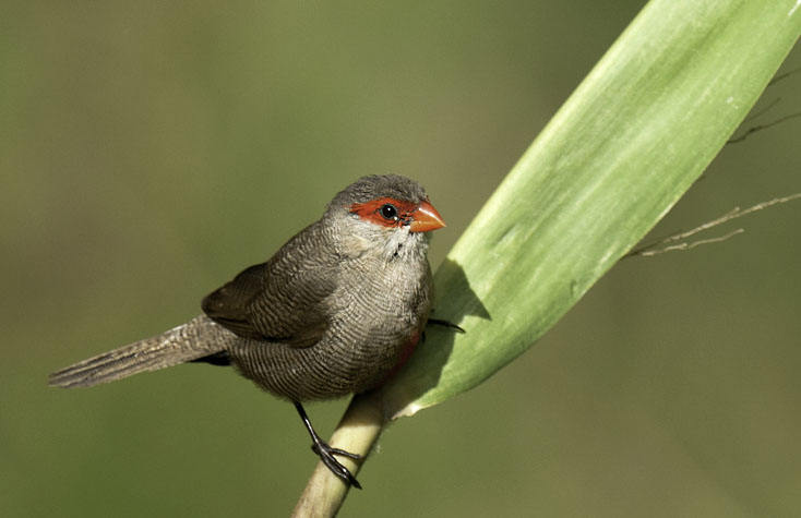 Common Waxbill