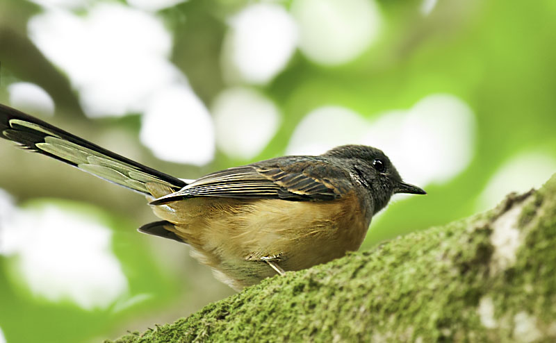 White-Rumped Shama