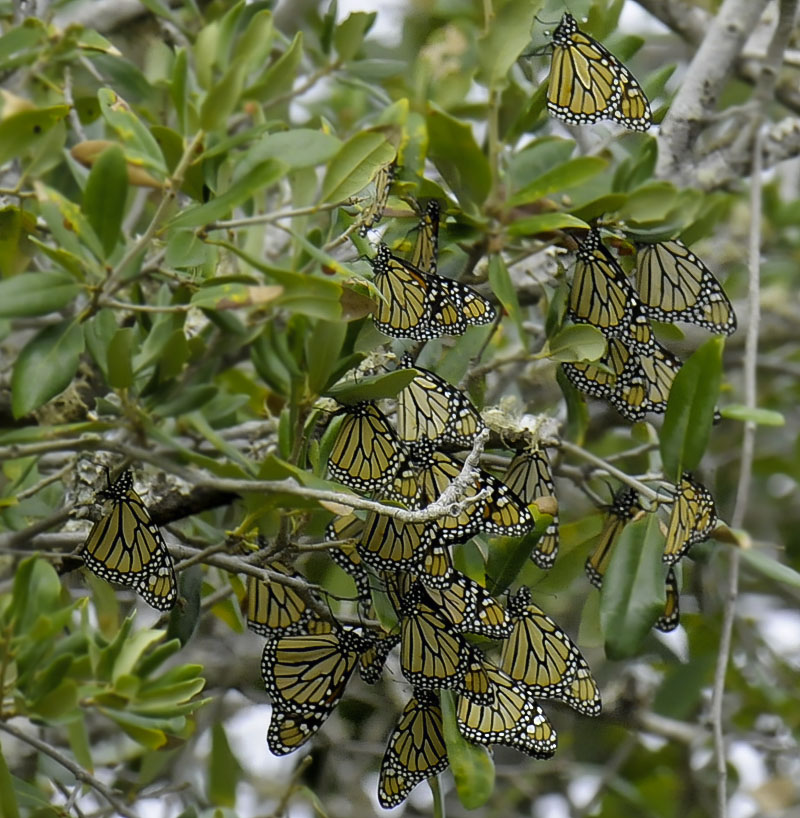 Monarch