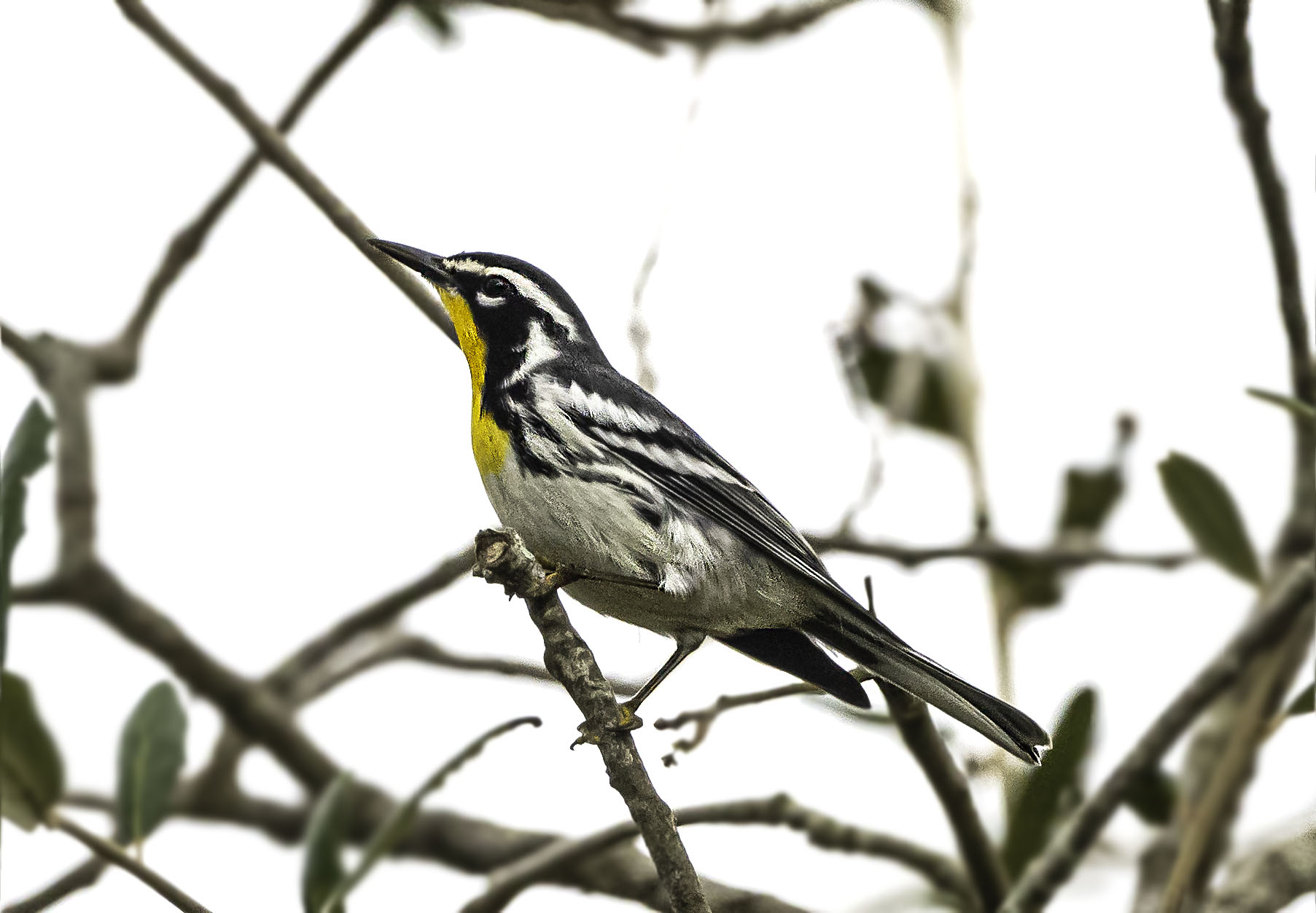Yellow-Throated Warbler