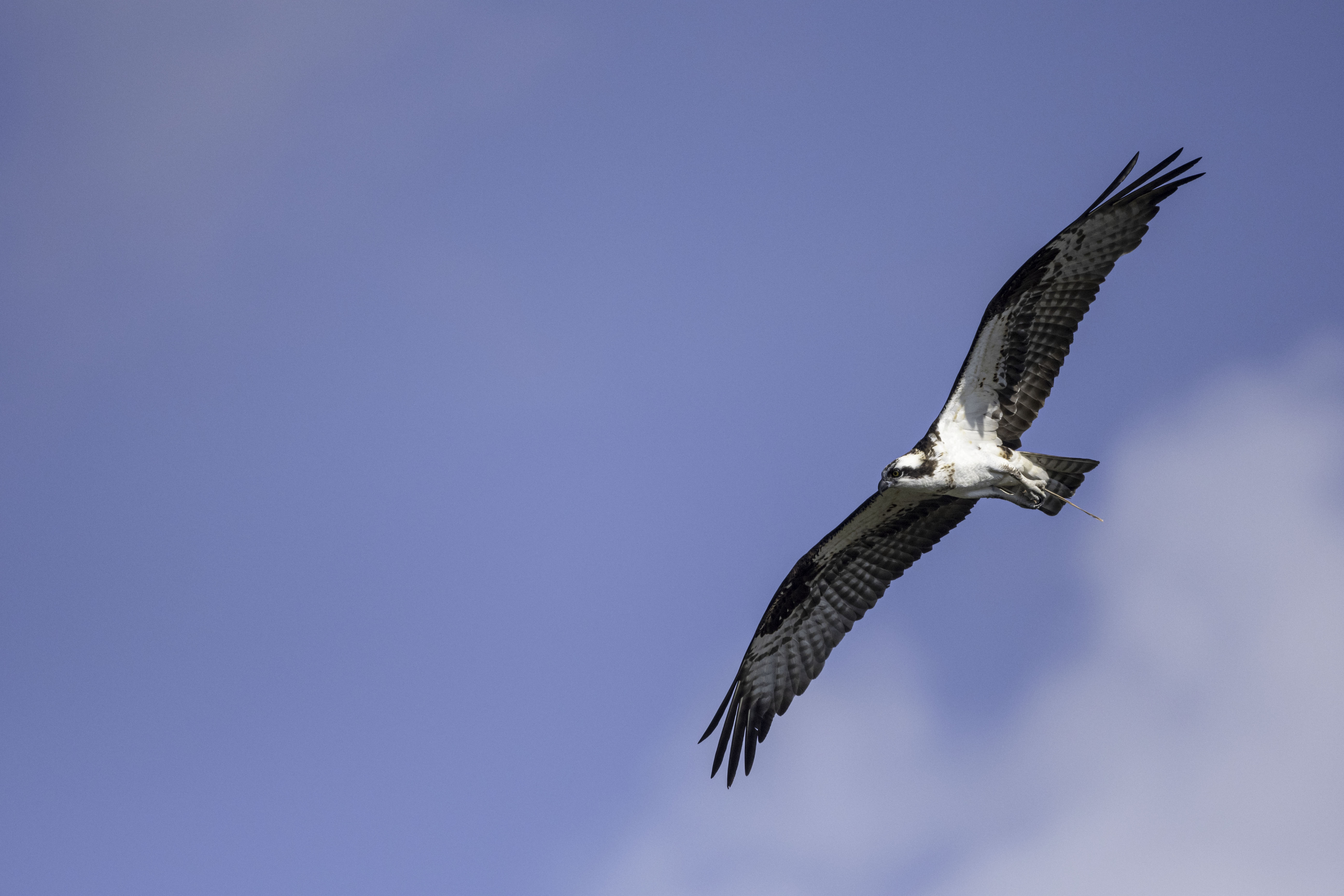 Osprey