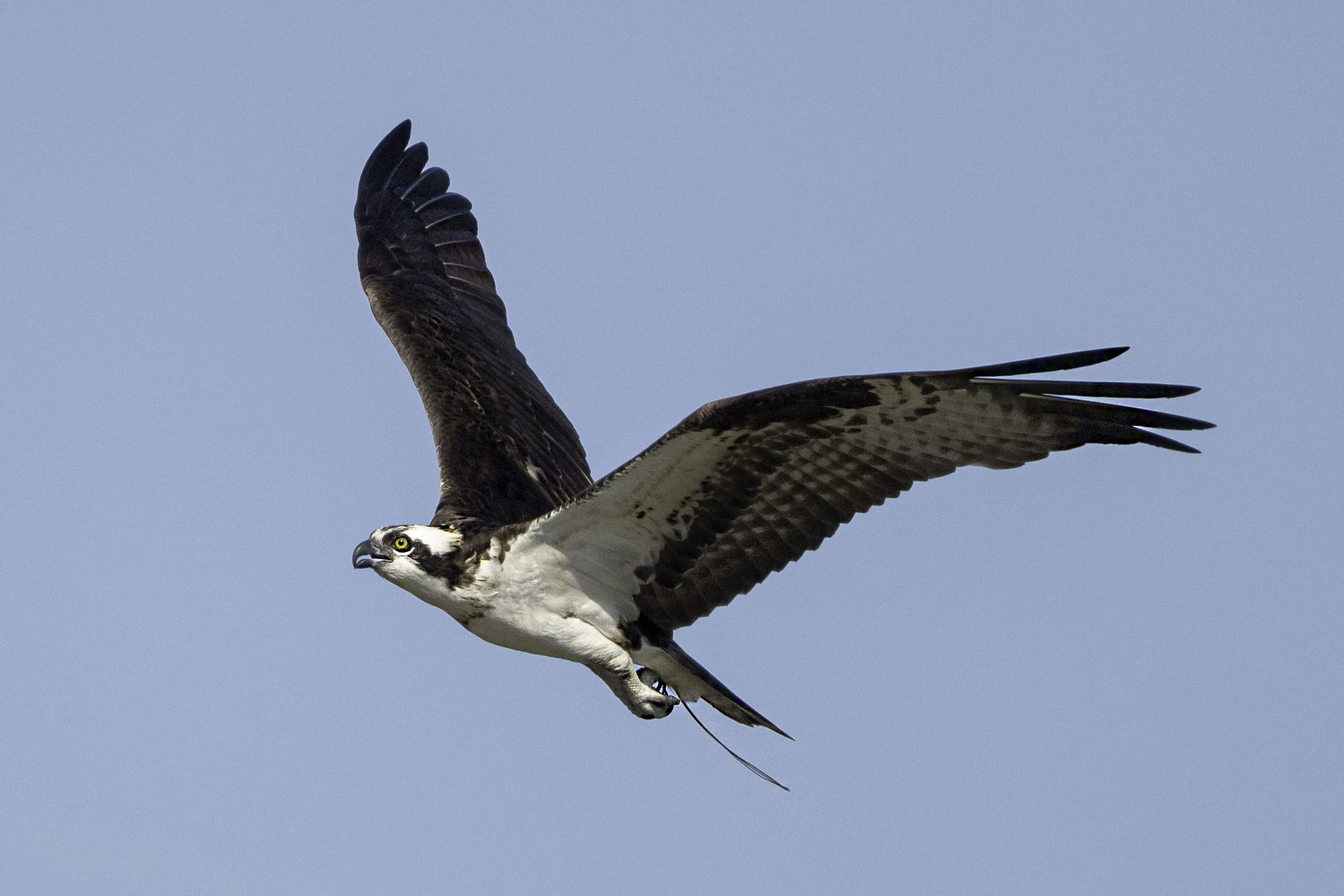 Osprey