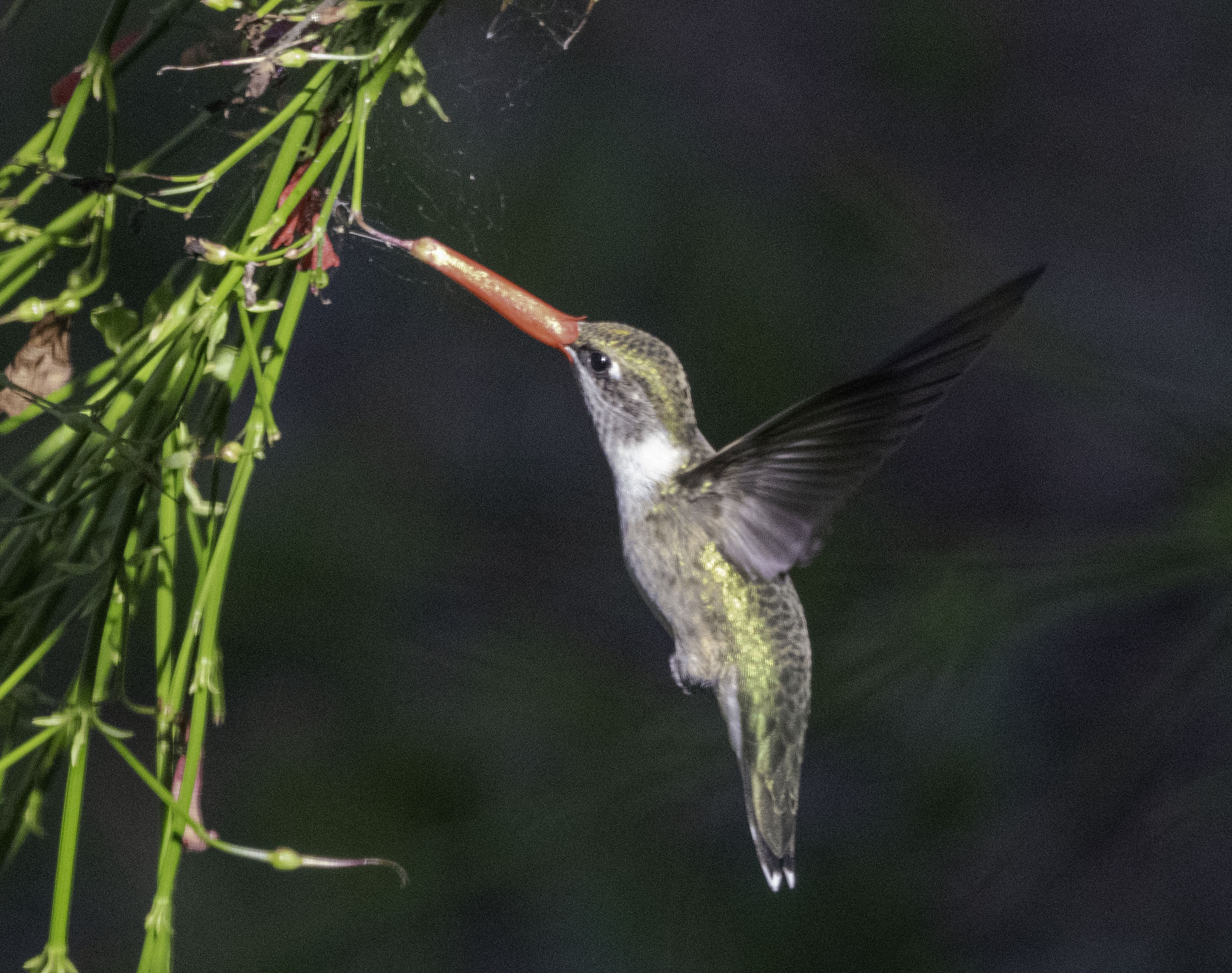 Ruby-Throated Hummingbird
