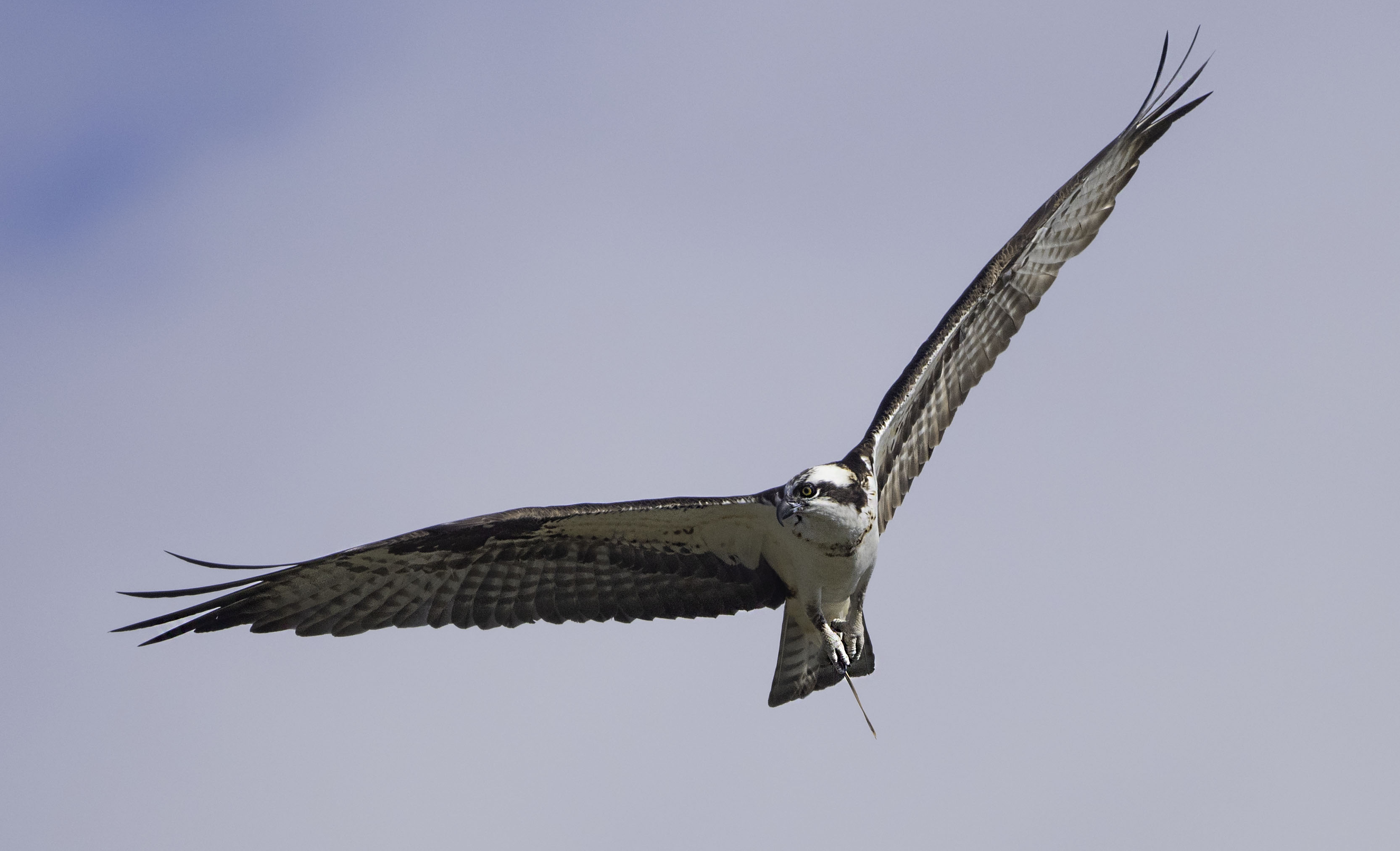 Osprey