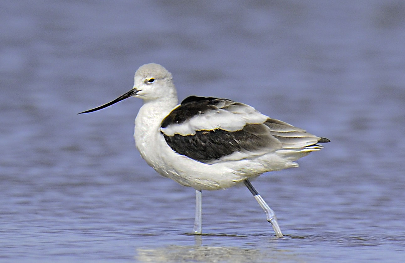 Avocet