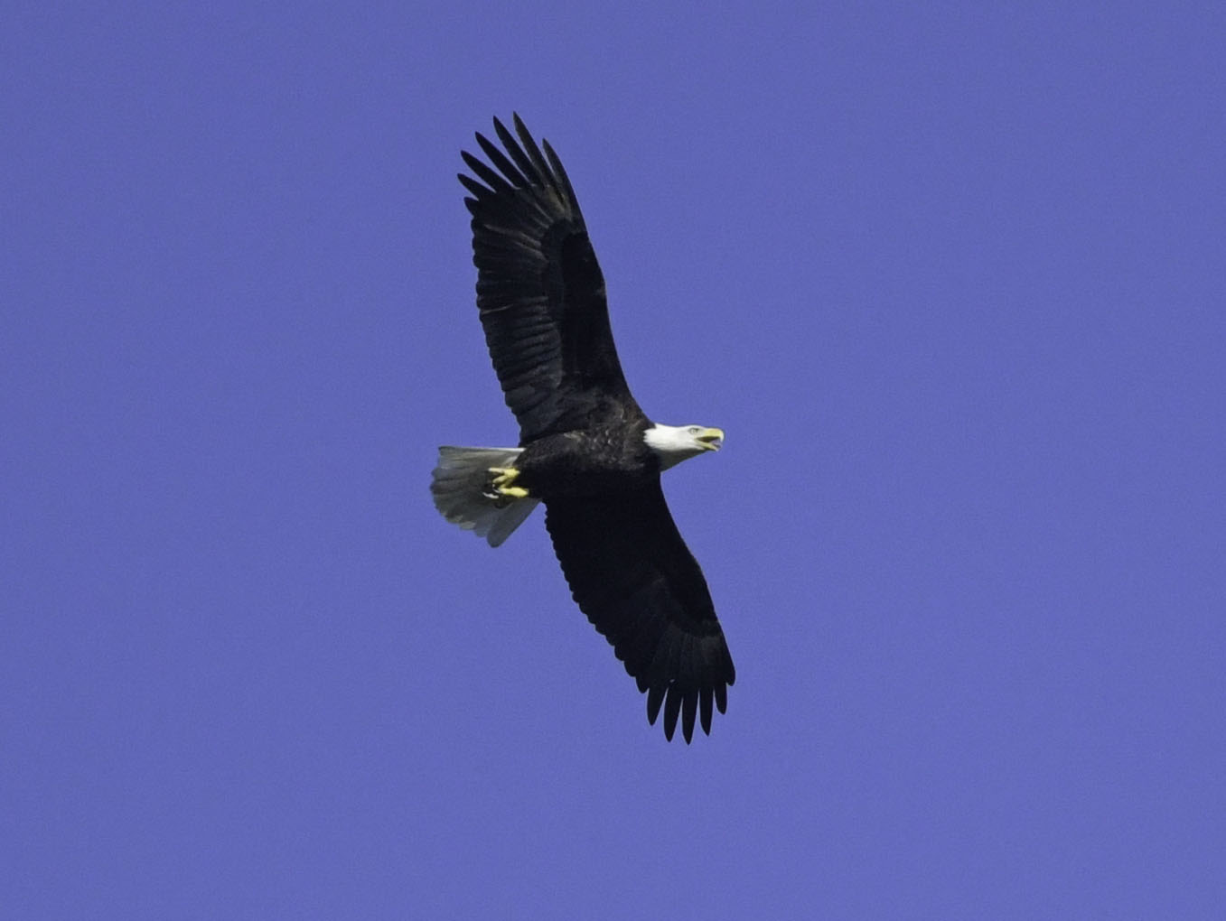 Bald Eagle